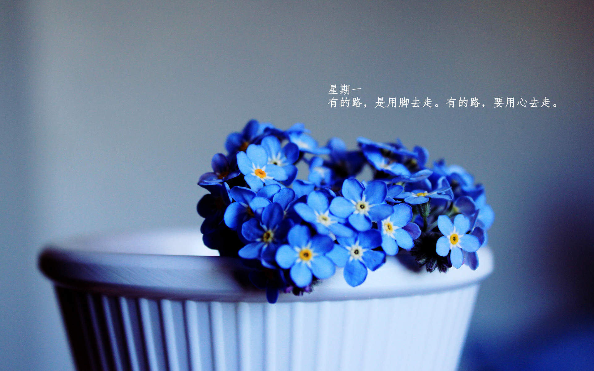 每日心语唯美治愈系文字语录绿色植物护眼壁纸高清下载图片