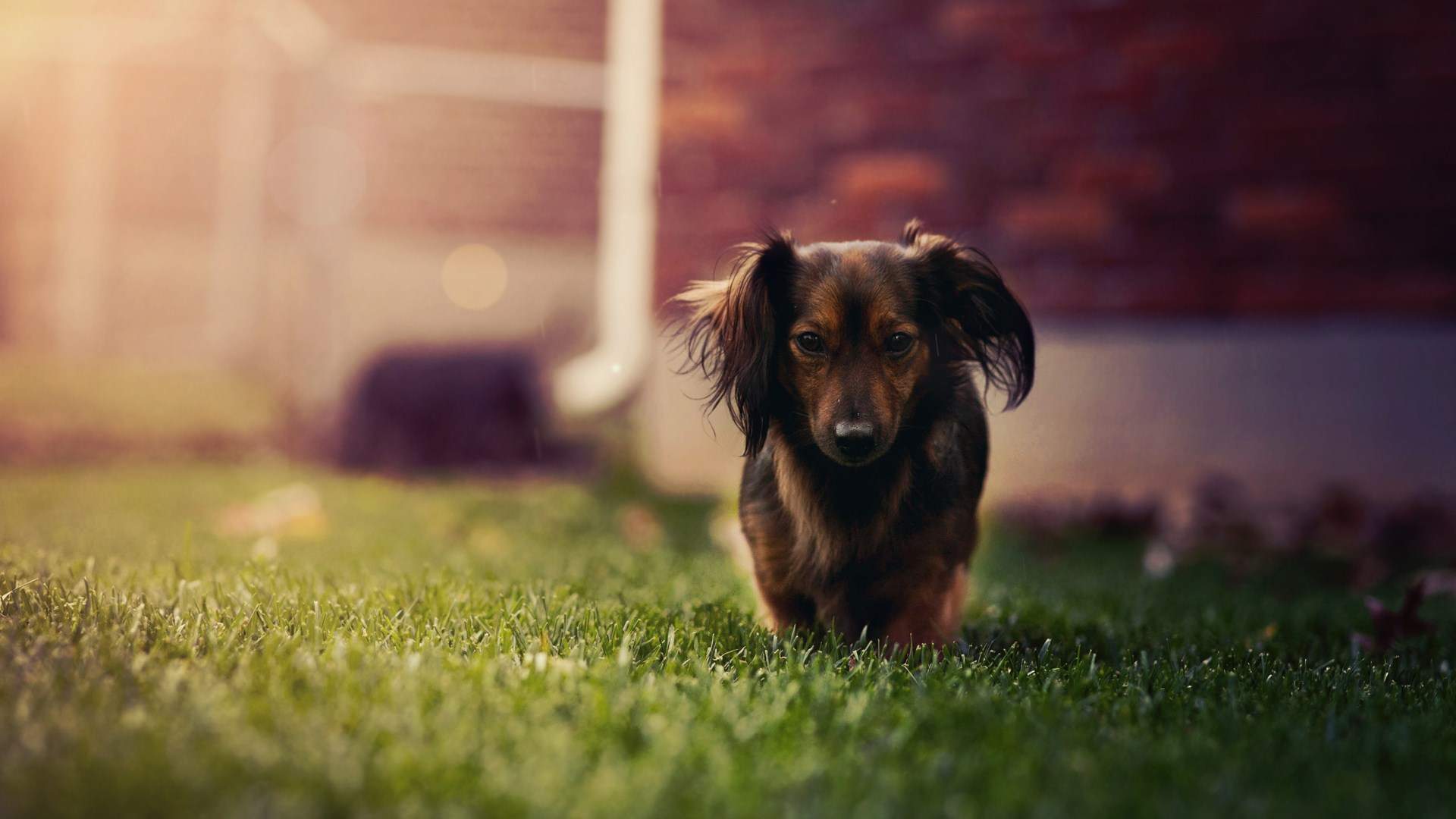 宠物狗狗腊肠犬动物图片高清电脑桌面壁纸下子(二)图片