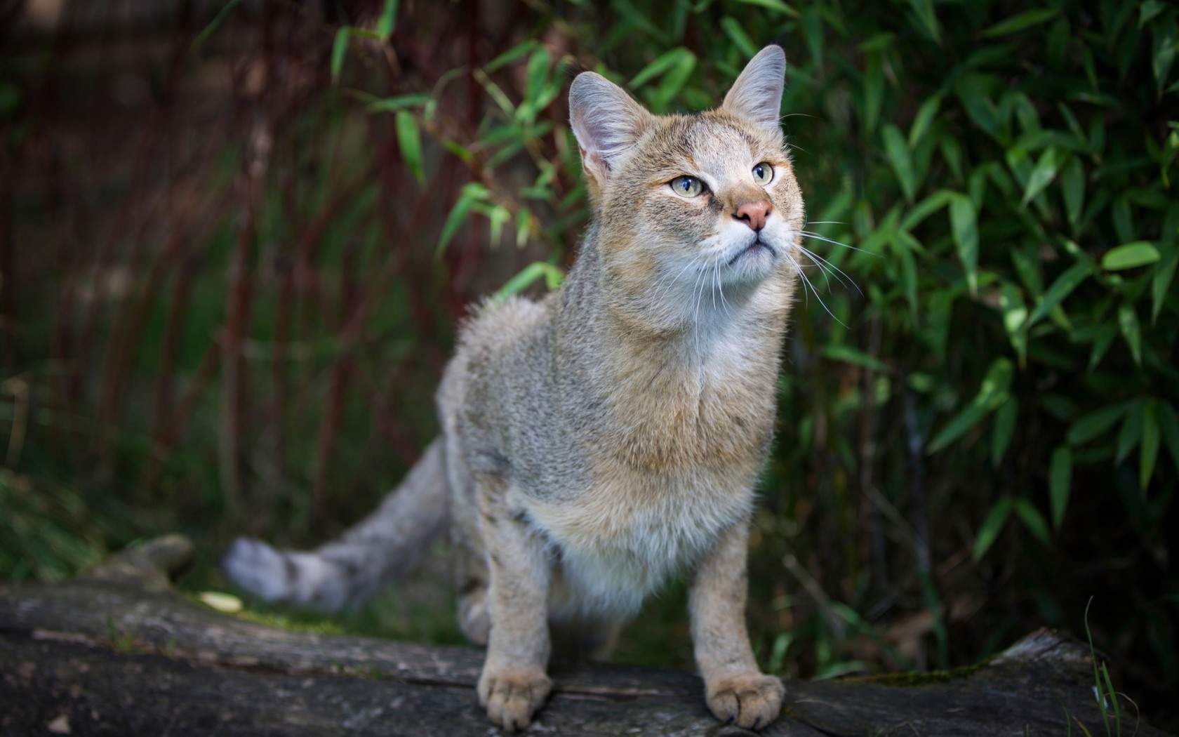 高清小萌猫可爱乖巧猫咪图片合集电脑桌面壁纸下载第二辑图片