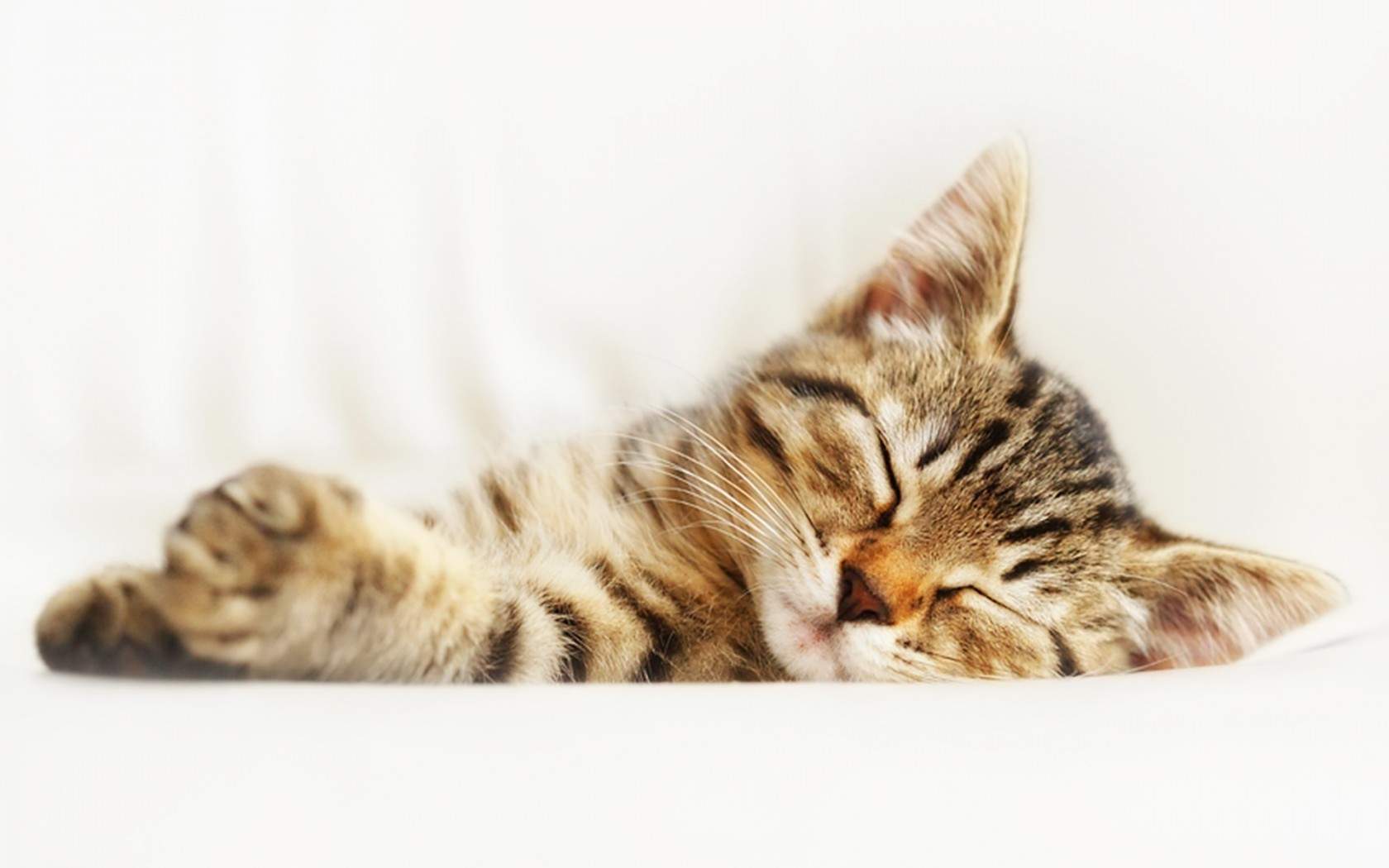 卖萌可爱猫咪高清图片大全宽屏电脑桌面壁纸下载第二辑图片