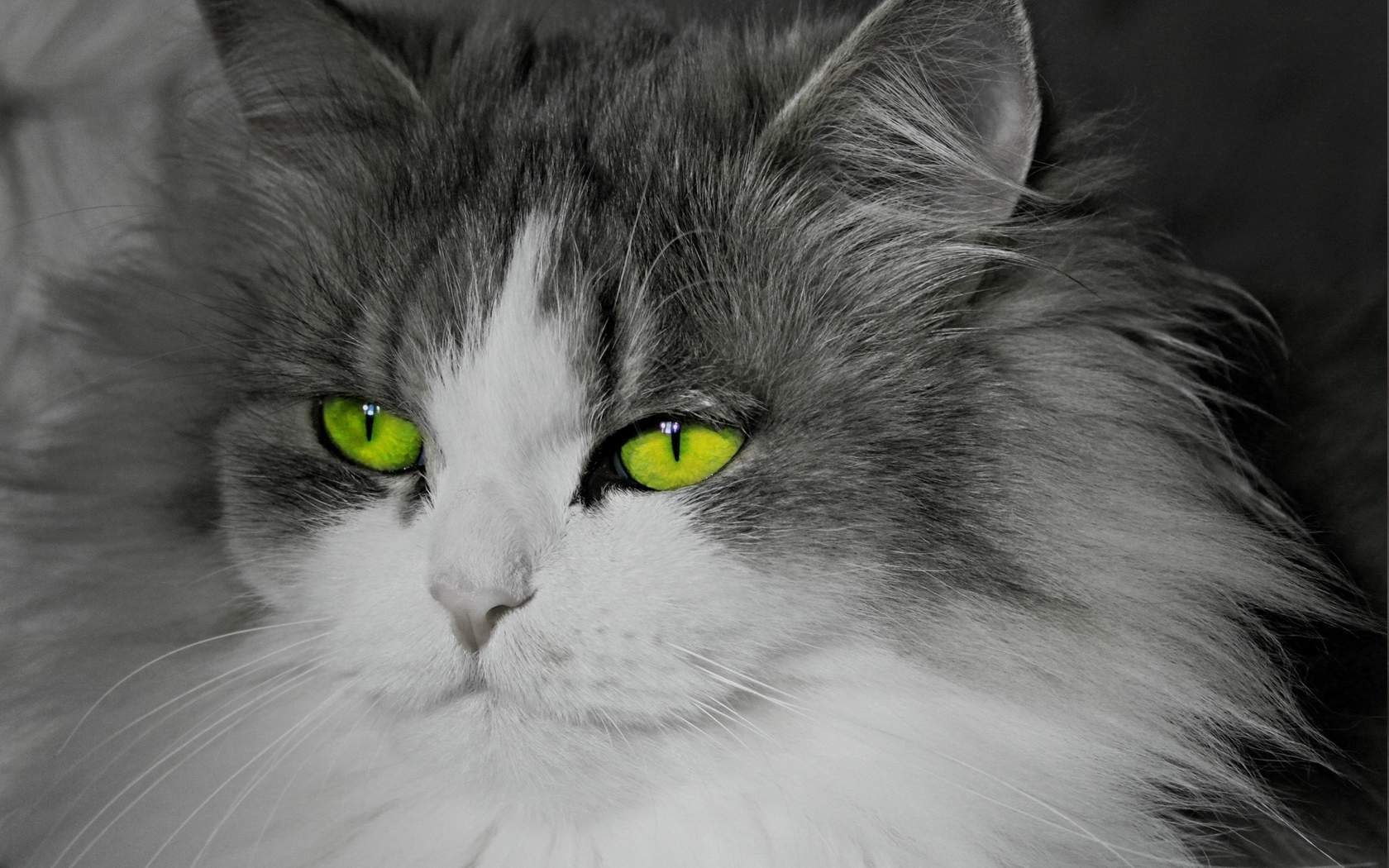 卖萌可爱猫咪高清图片大全宽屏电脑桌面壁纸下载第二辑图片