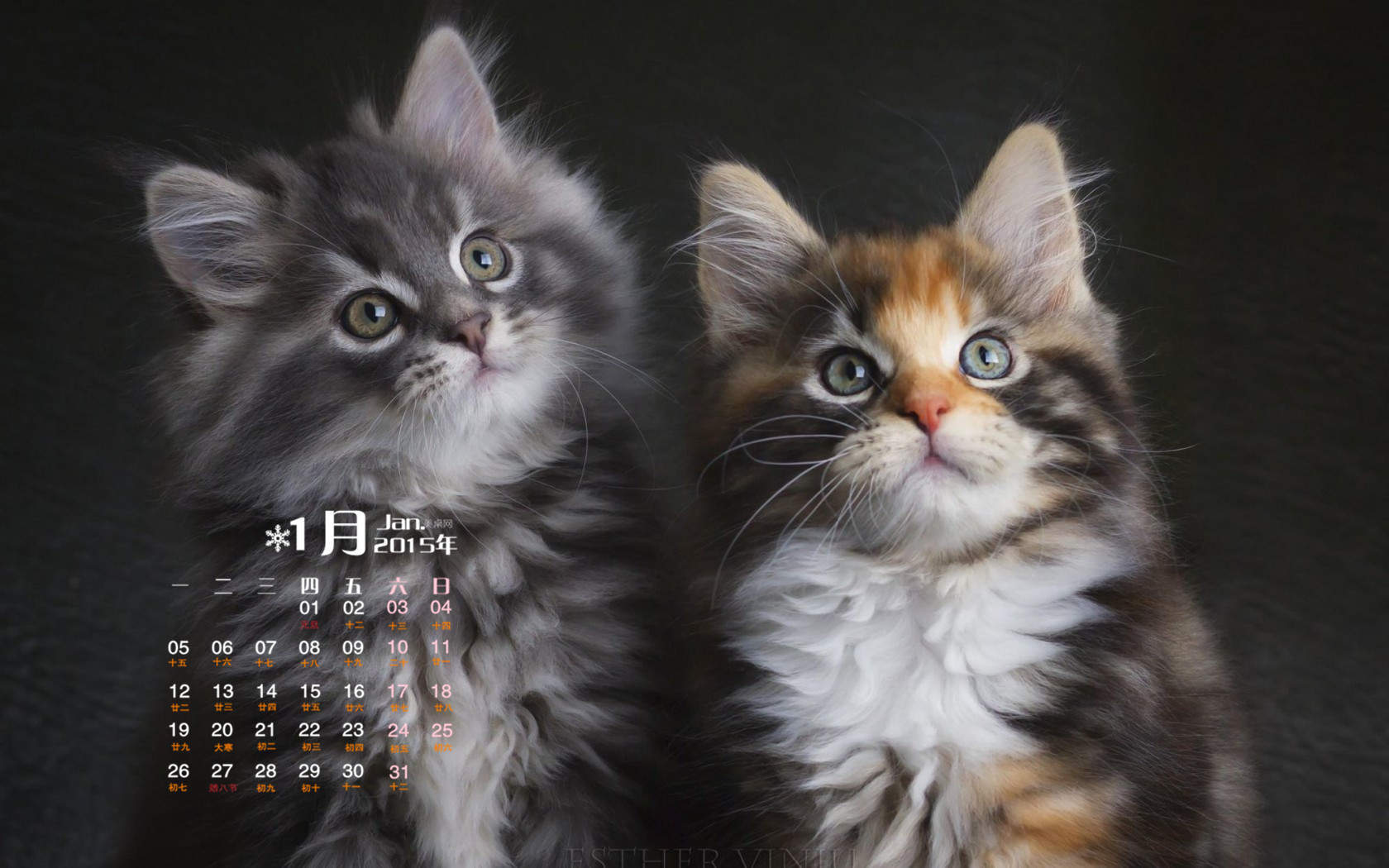 毛茸茸的可爱猫咪图片桌面壁纸图片