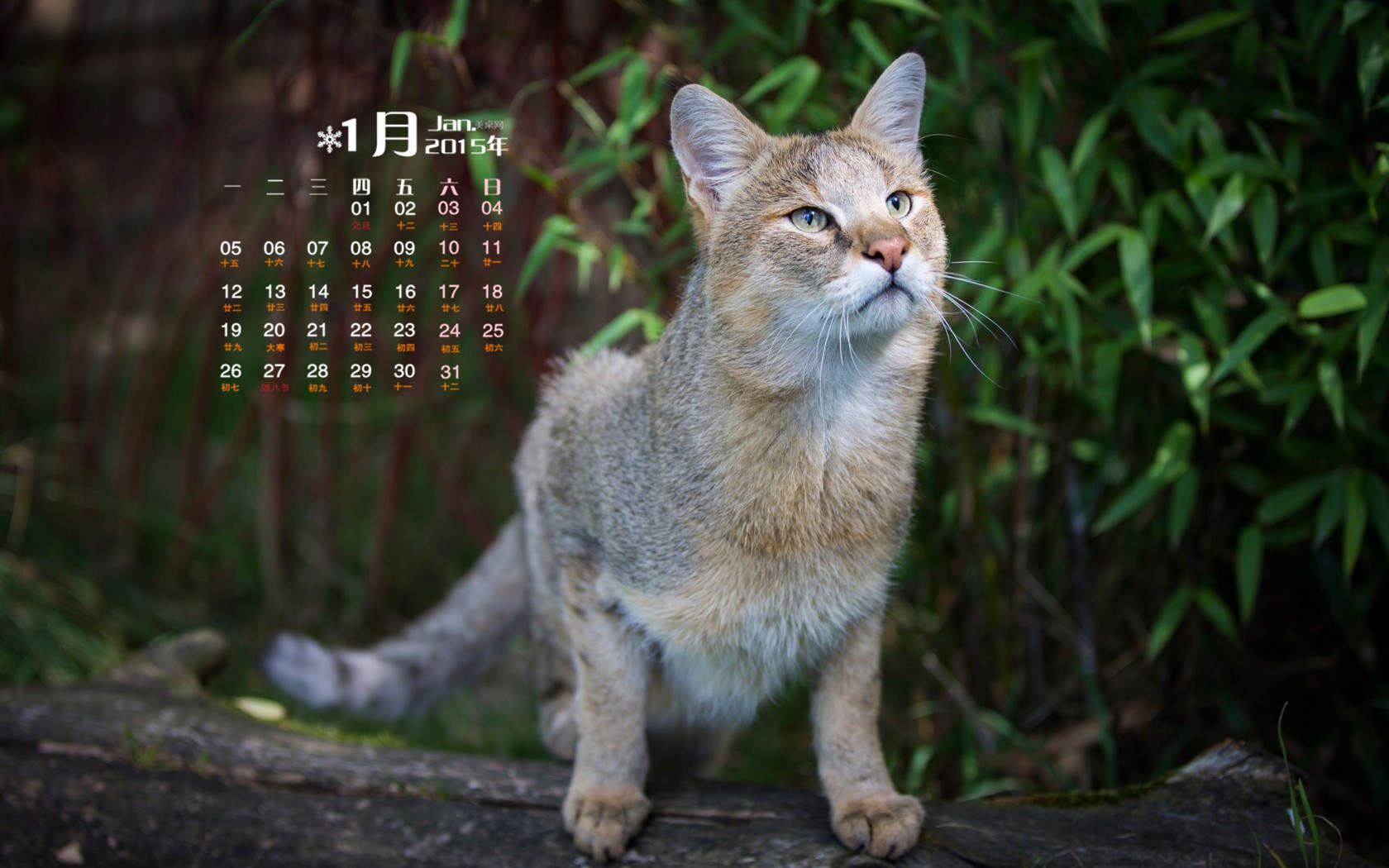 2022年9月日历可爱动物猫咪高清桌面壁纸图片图片