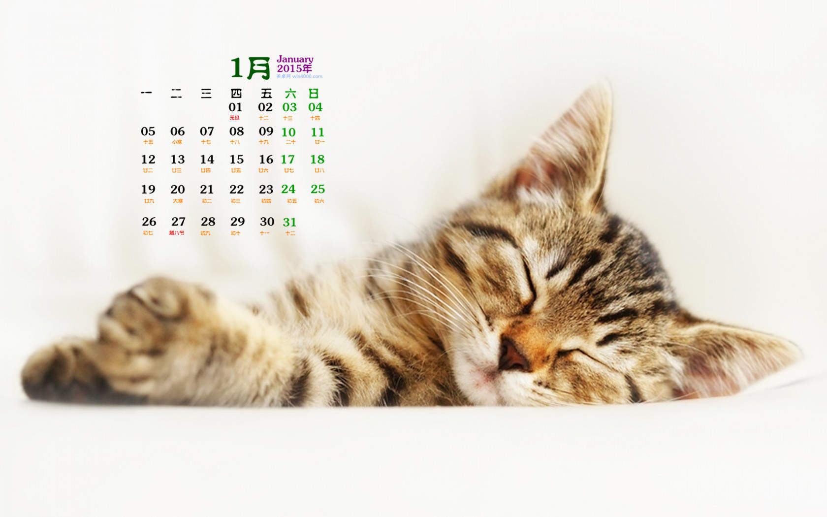2015年1月日历壁纸可爱动物卖萌的猫咪高清图片大全(二)图片