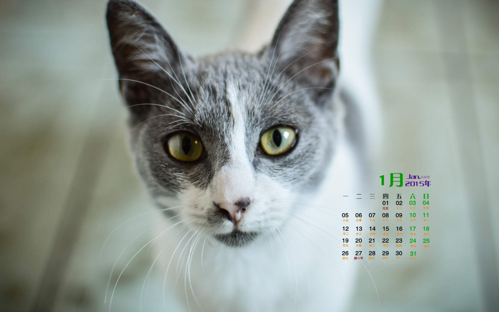 可爱宠物小猫咪呆萌抓拍特写桌面壁纸下载图片