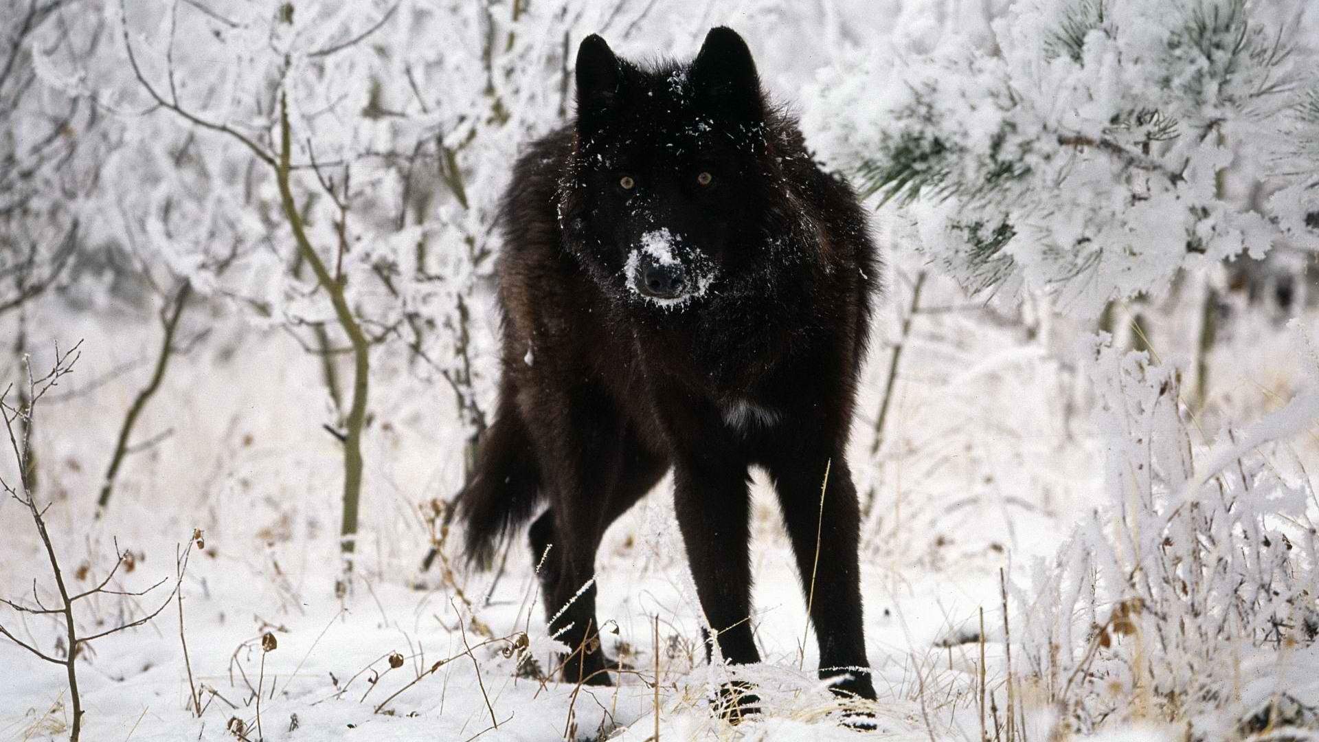 雪中动物冬季雪地上的狼图片桌面壁纸高清下载第一辑图片