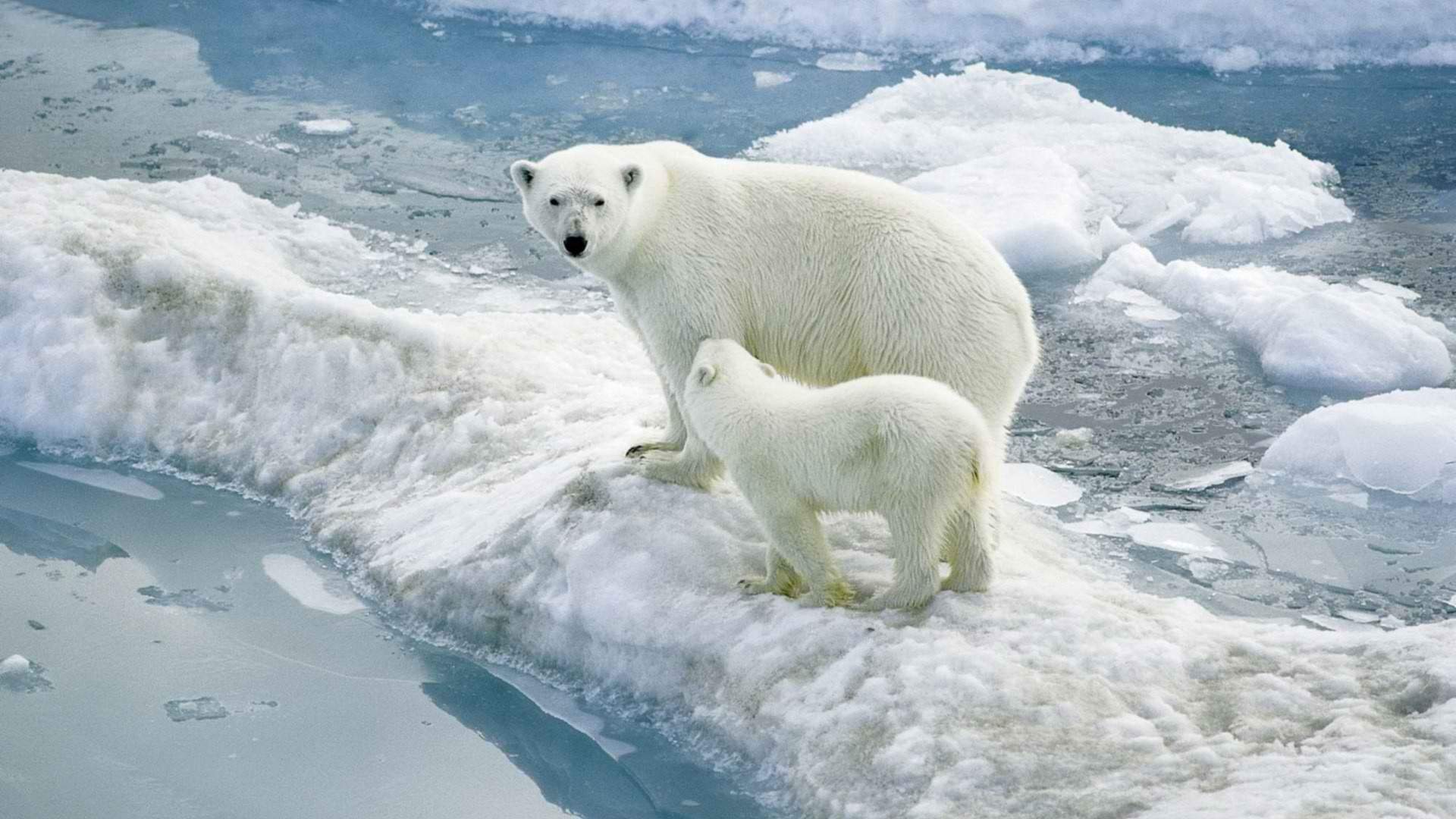 雪中动物大雪中嬉戏的可爱北极熊高清图片桌面壁纸下载第一辑图片