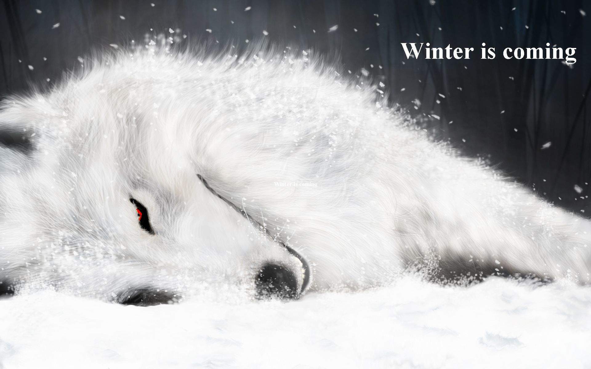 美丽冬季雪地上的狼高清图片雪中动物桌面壁纸下载第二辑图片