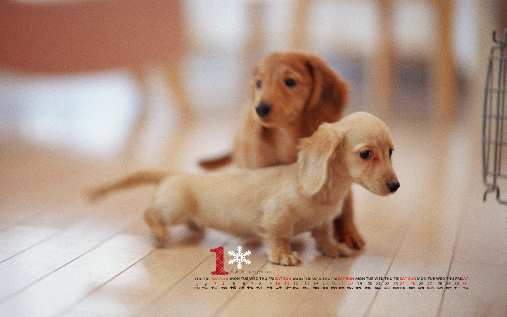 高清蝴蝶犬图片之可爱的小狗十二生肖狗图片图片