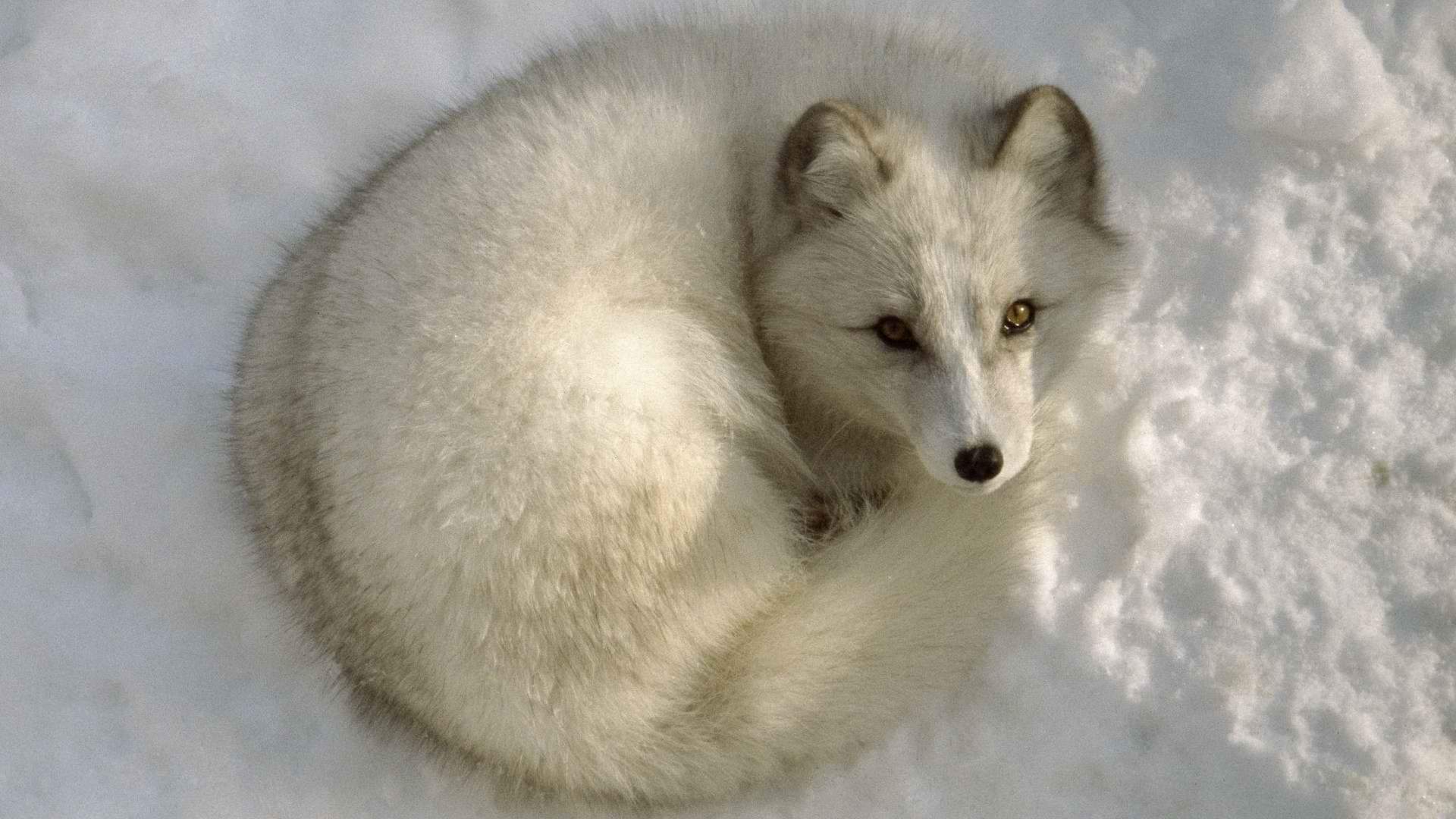 冬季大雪中的可爱小松鼠高清图片雪中动物桌面壁纸下载图片