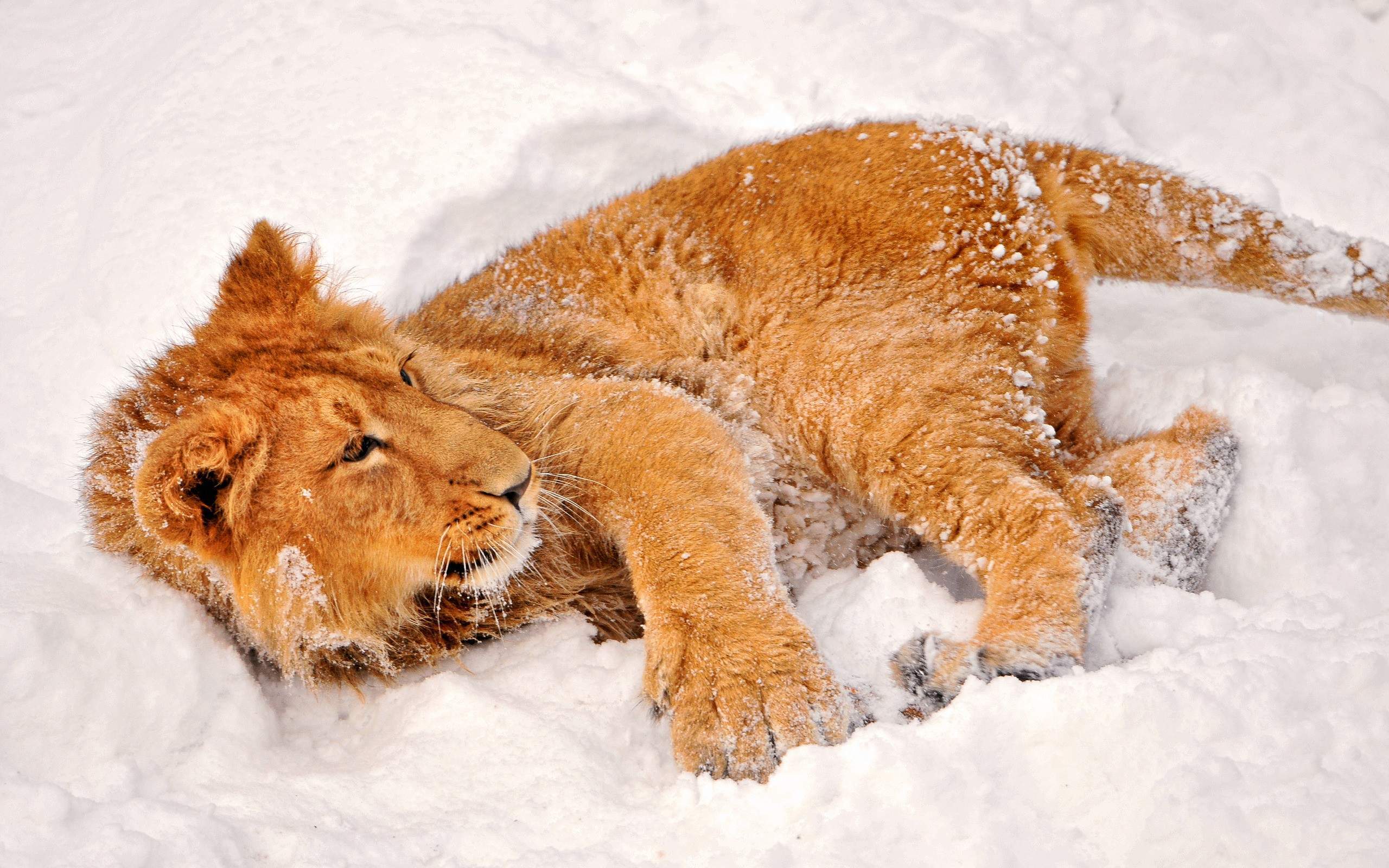 冬季雪地上玩耍的小猫高清图片素材雪中动物桌面壁纸下载图片