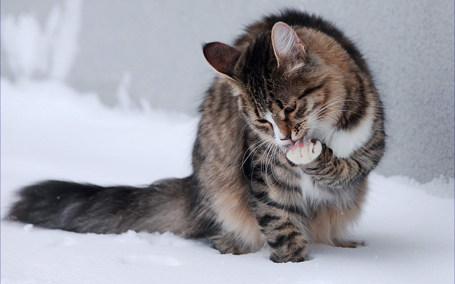 冬季雪地上玩耍的小猫高清图片素材雪中动物桌面壁纸下载图片