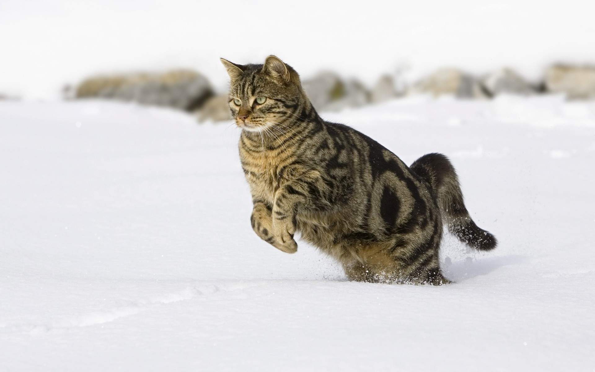 利氏红鹟高清动物图片电脑高清壁纸图片
