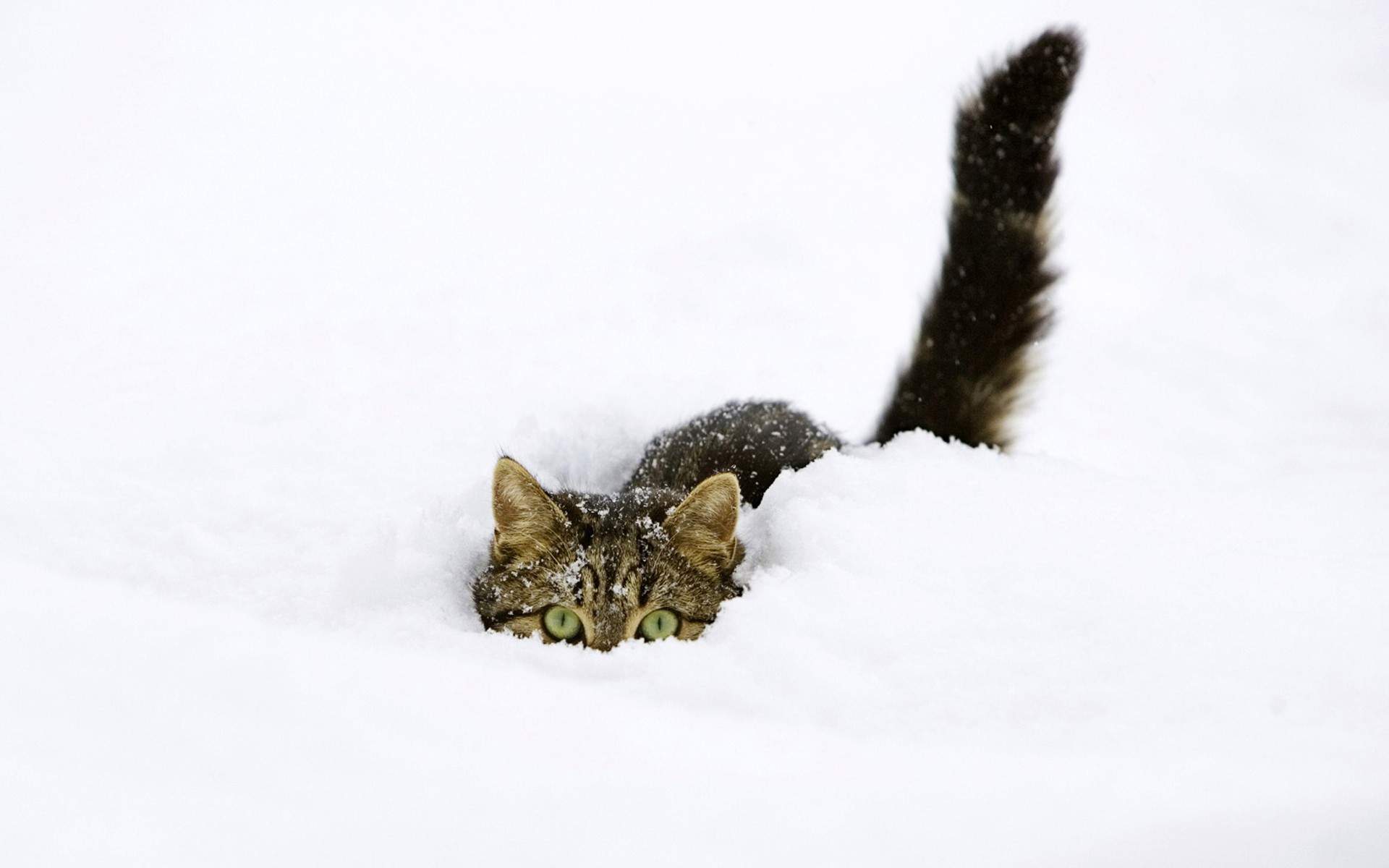 冬季雪地上玩耍的小猫高清图片素材雪中动物桌面壁纸下载图片