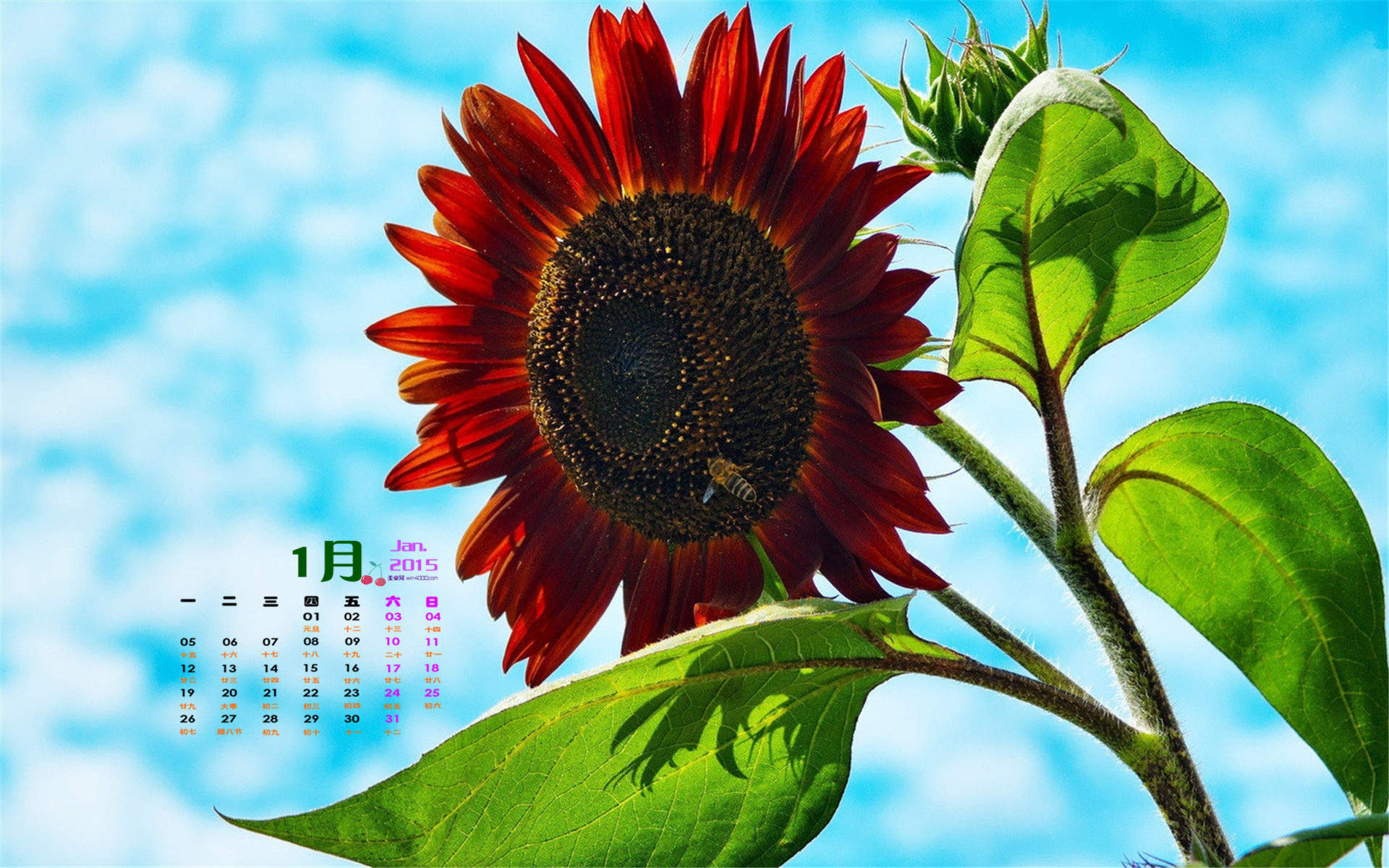 向日葵图片