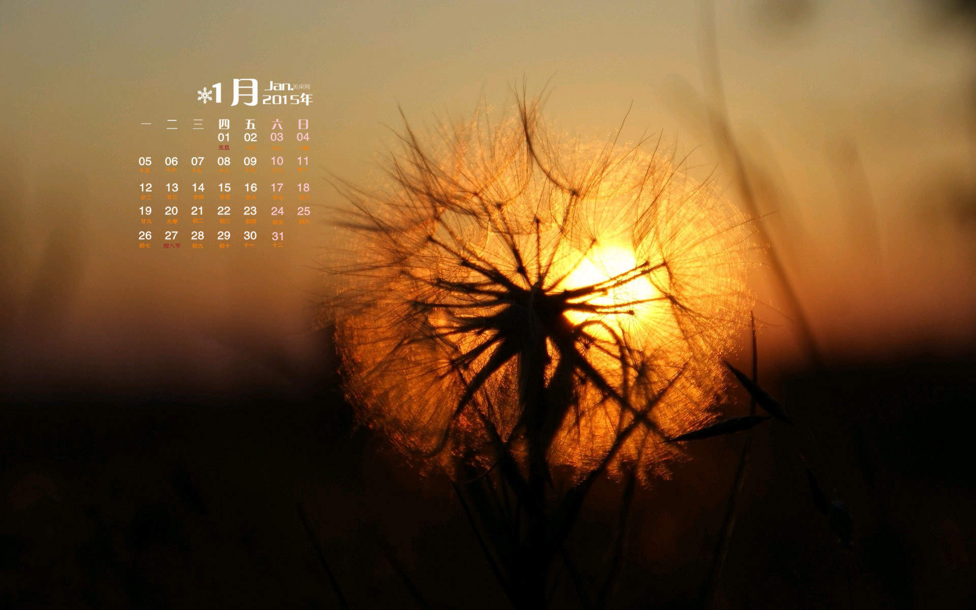 2015年1月日历壁纸随风飞扬的蒲公英特写高清图片合集第一辑图片