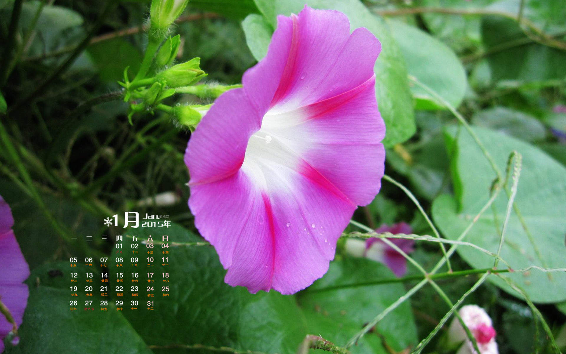 牵牛花图片