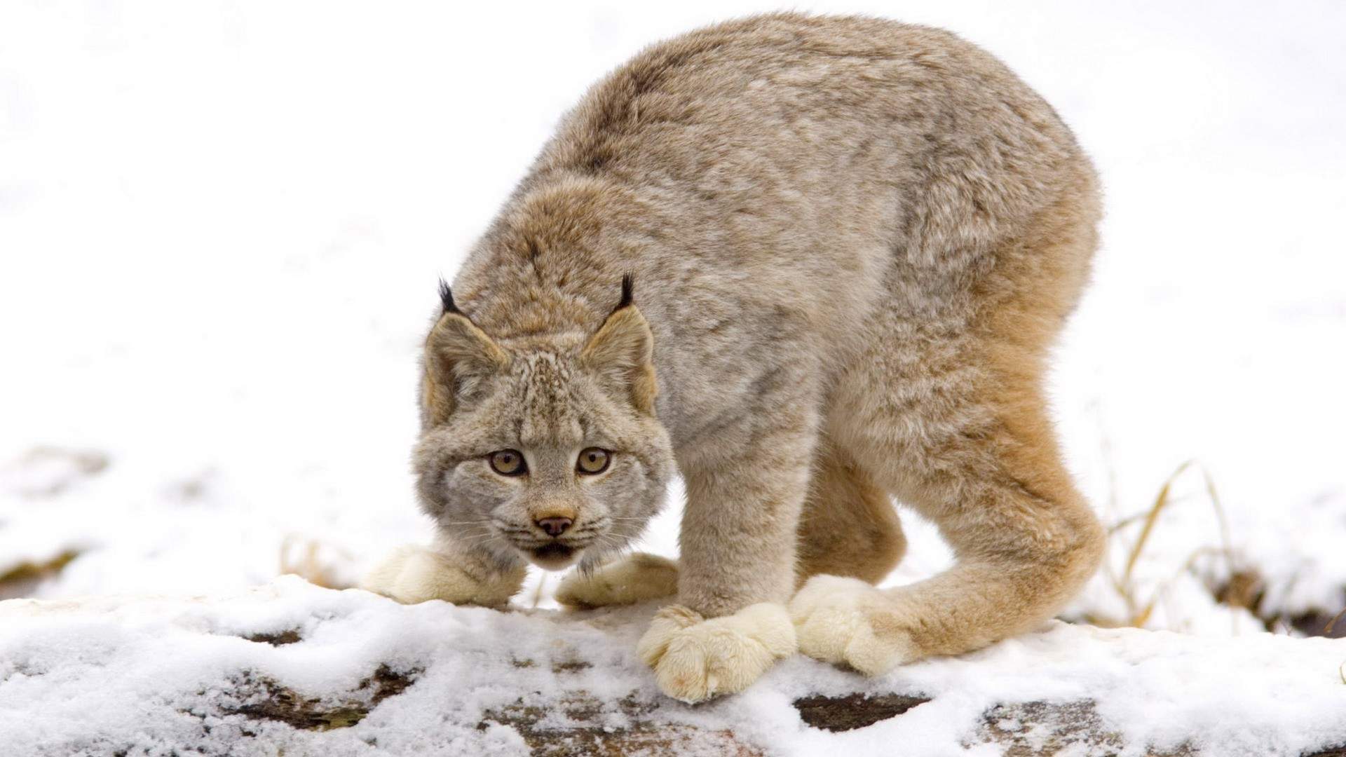 冬季雪地上玩耍的小猫高清图片素材雪中动物桌面壁纸下载图片