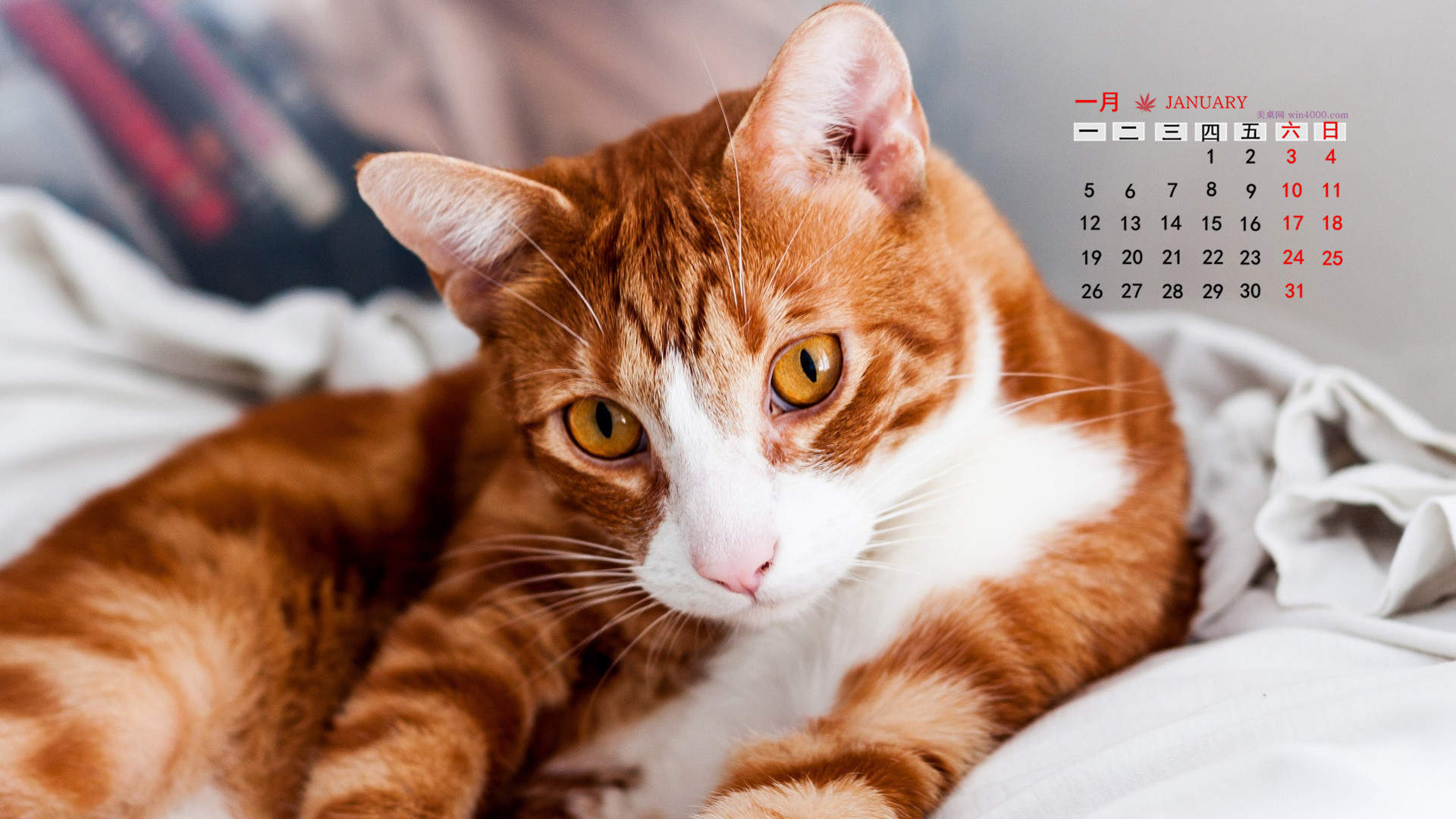 可爱宠物小猫咪呆萌抓拍特写桌面壁纸下载图片