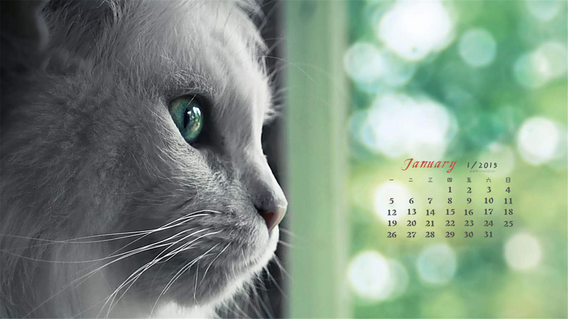 呆萌小猫咪可爱桌面壁纸图片