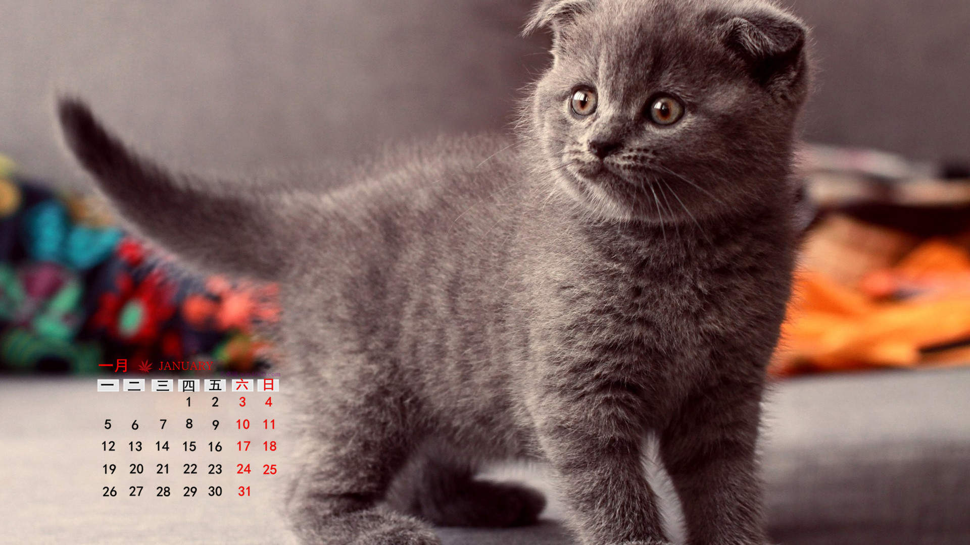 2015年1月日历壁纸惹人怜爱的可爱猫咪大图高清图集第一辑图片