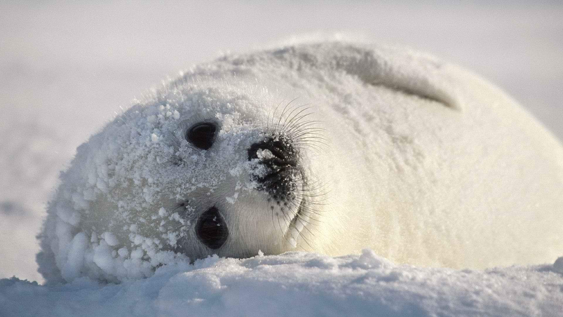 冬季大雪中的可爱小海豹高清图片雪中动物桌面壁纸下载图片