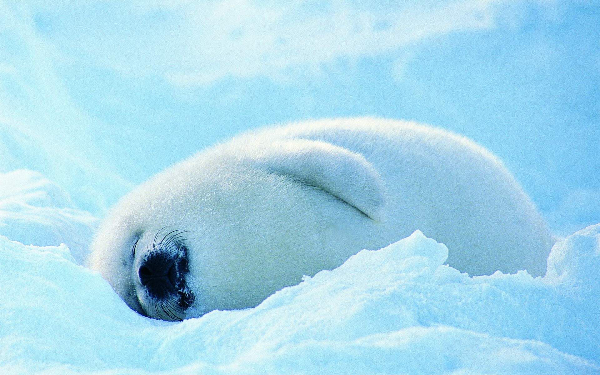 冬季大雪中的可爱小海豹高清图片雪中动物桌面壁纸下载图片