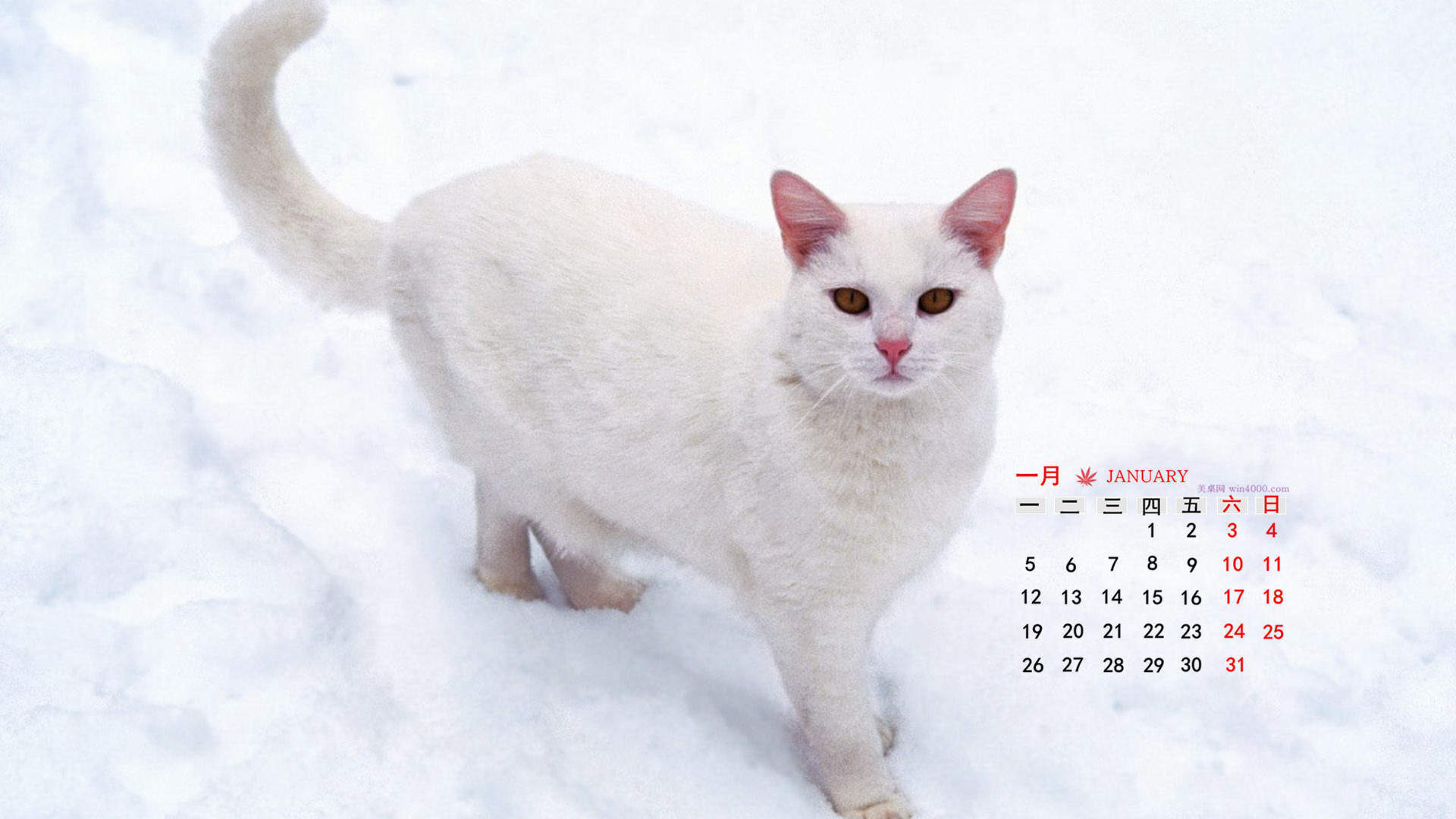 呆萌小猫咪可爱桌面壁纸图片