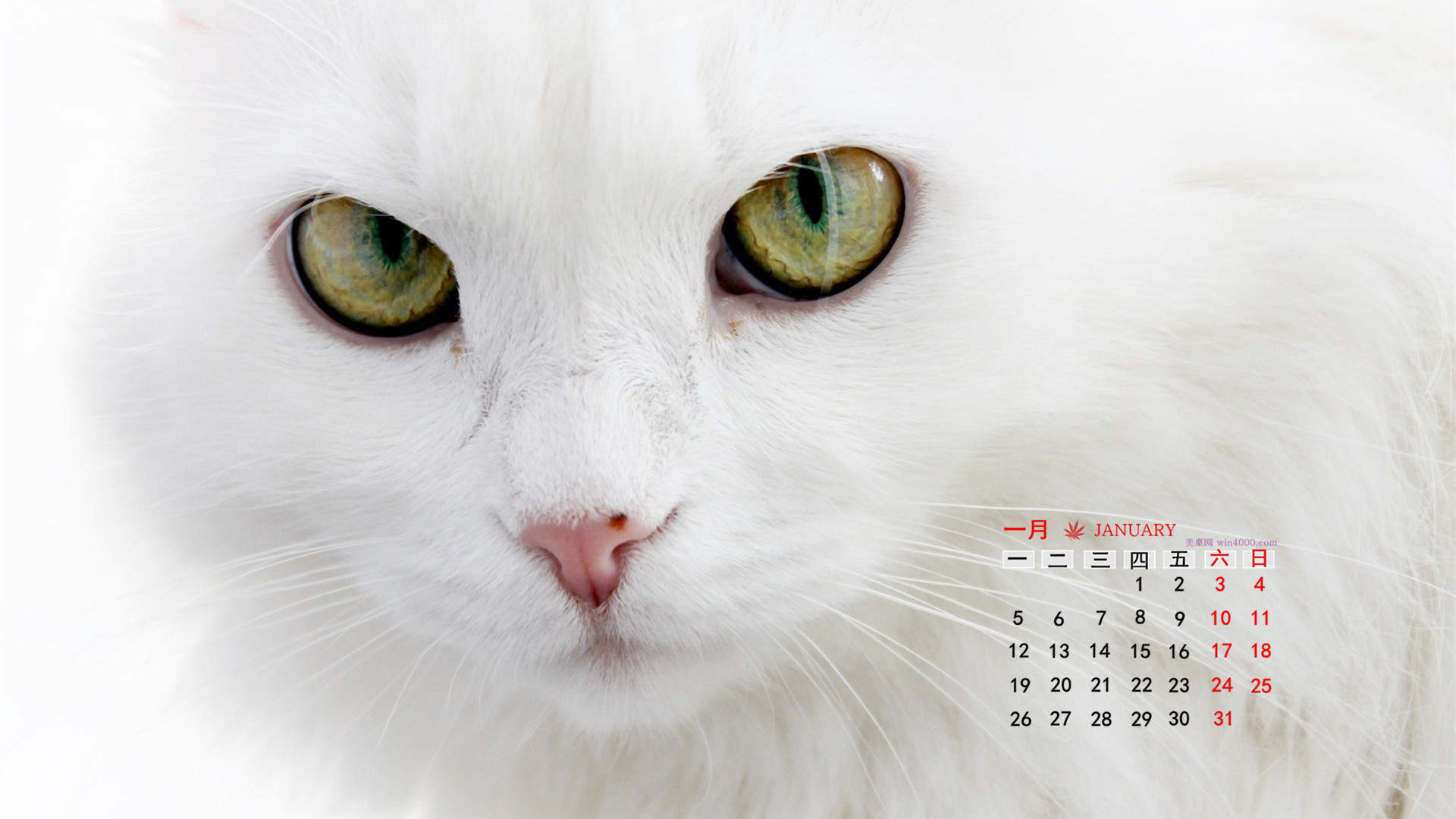 2022年9月日历可爱动物猫咪高清桌面壁纸图片图片
