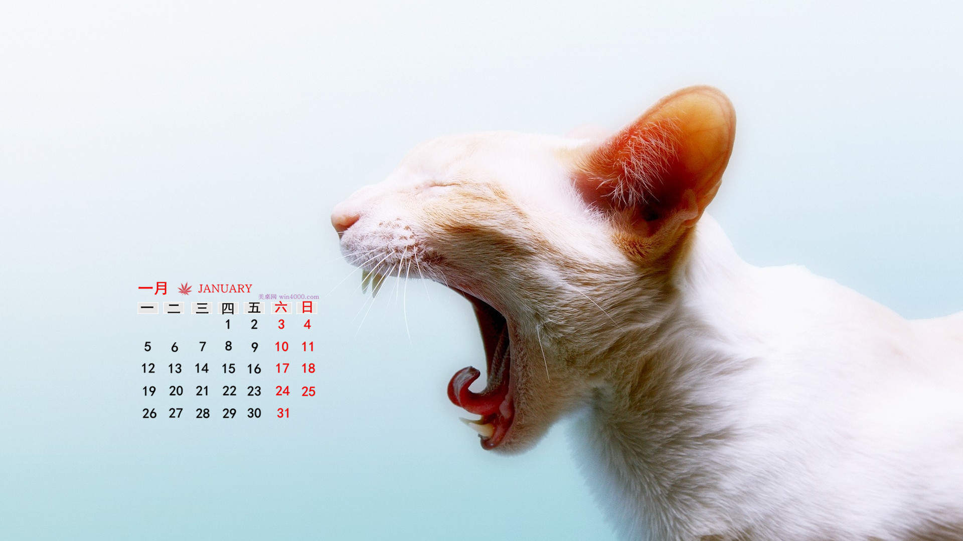 2022年9月日历可爱动物猫咪高清桌面壁纸图片图片