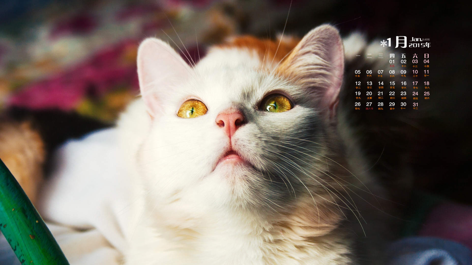 猫咪图片