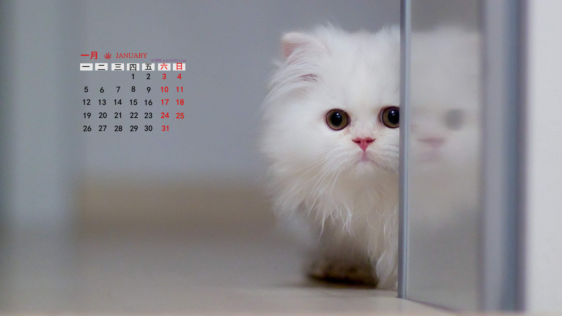 可爱超清的大图合集猫咪手机壁纸下载图片