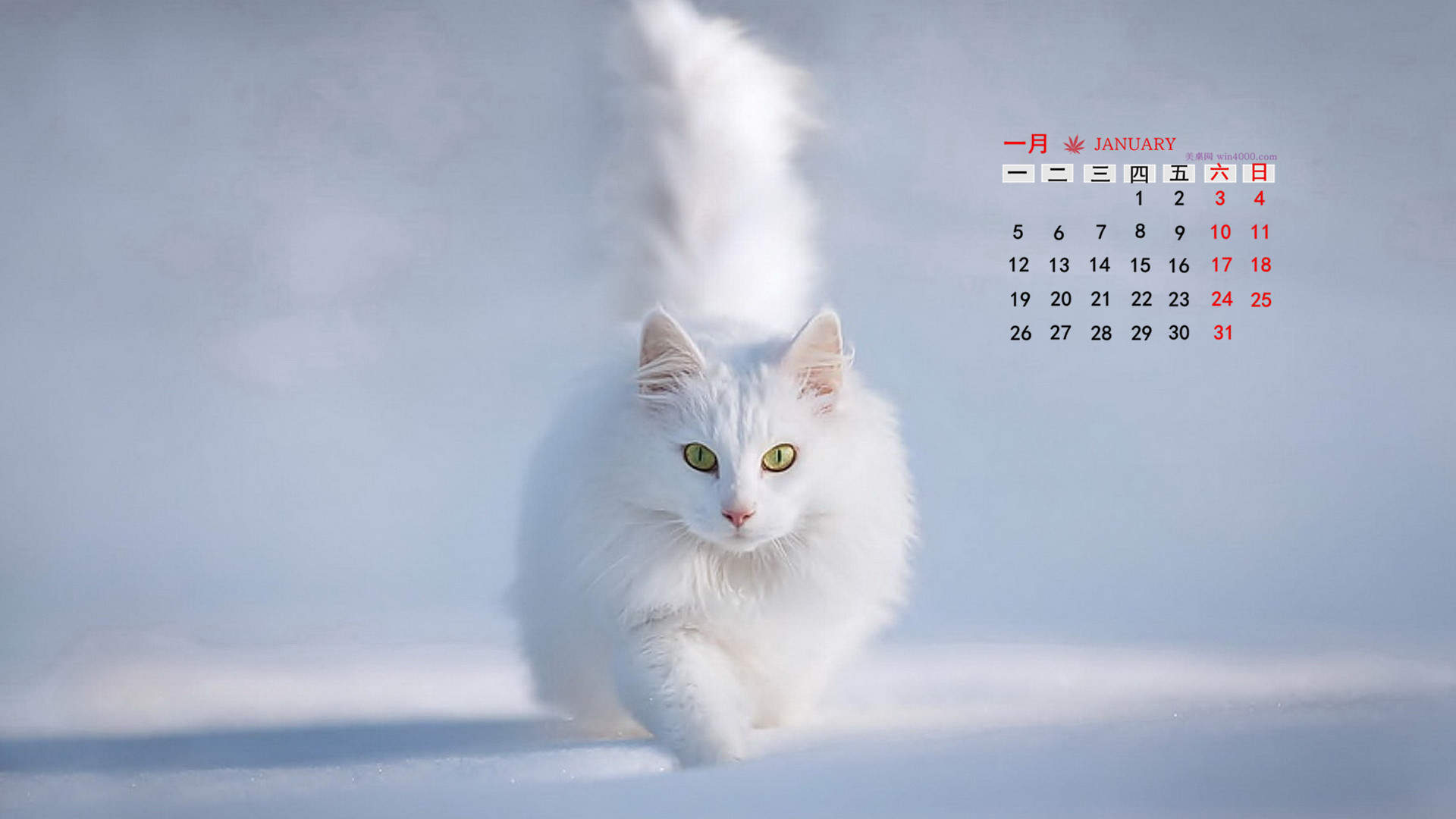树上可爱猫咪高清手机壁纸图片