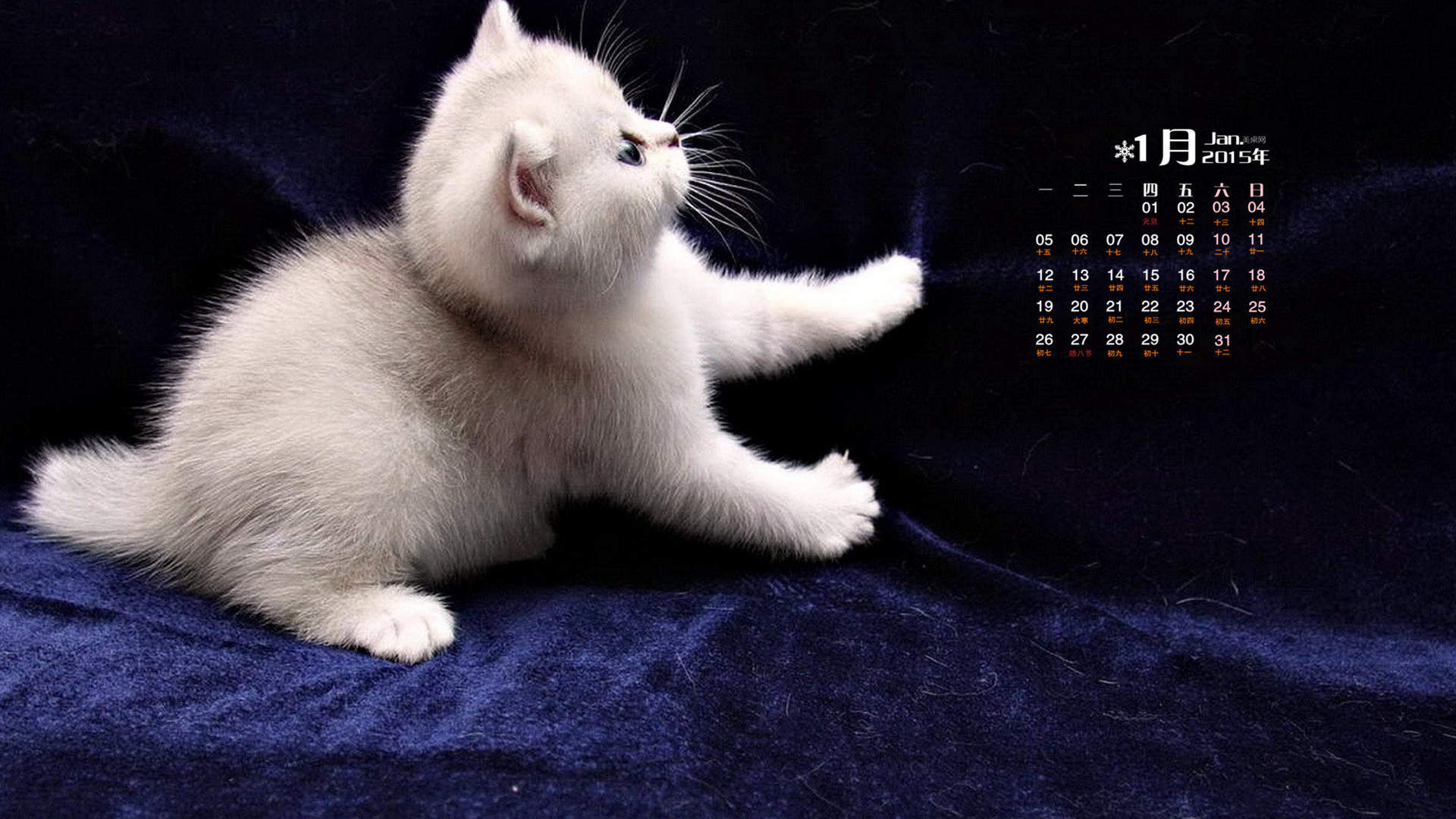 2016年10月日历猫咪桌面壁纸图片