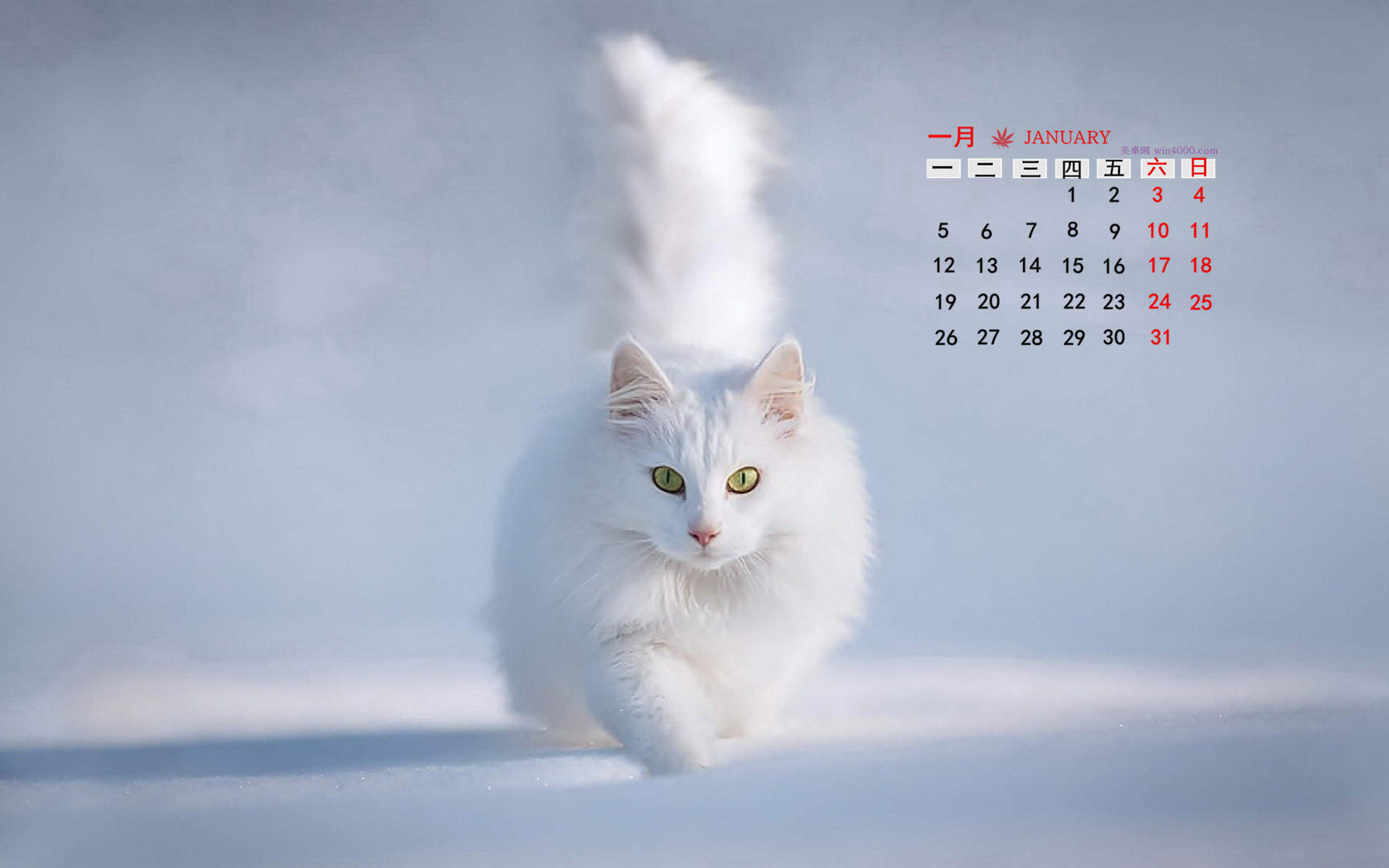 2015年1月日历壁纸动物宠物之白色小猫高清素材图片合集5P(二)图片