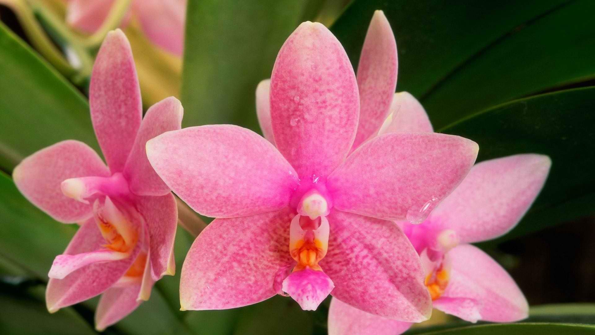 精选兰花高清植物桌面壁纸图片
