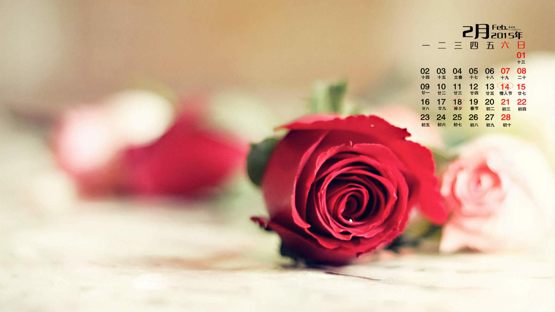 2015年2月日历壁纸情人节表达爱意的浪漫玫瑰高清桌面图片下载图片
