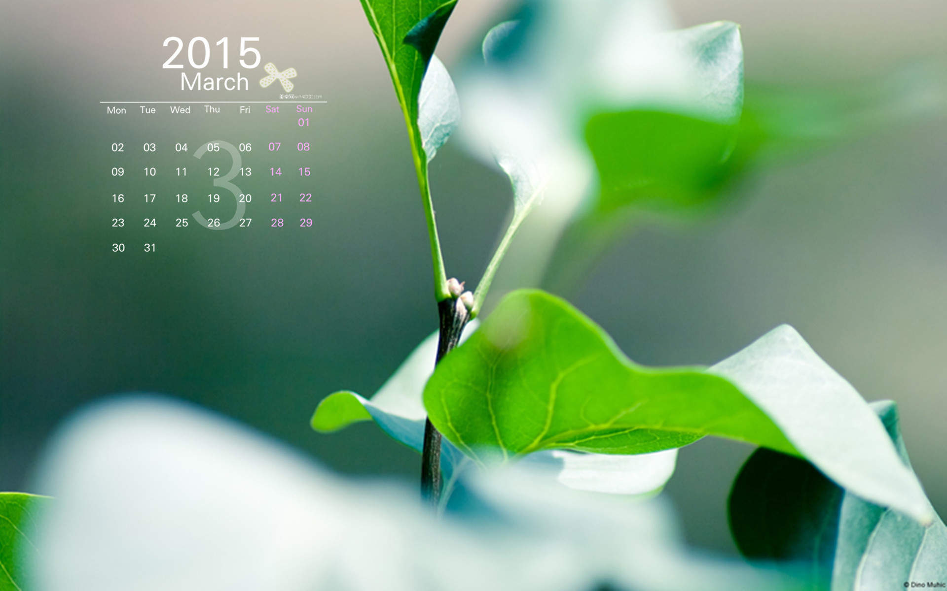 2015年4月日历勃发生命力的春季绿色花草植物高清电脑图片桌面壁纸(2)图片