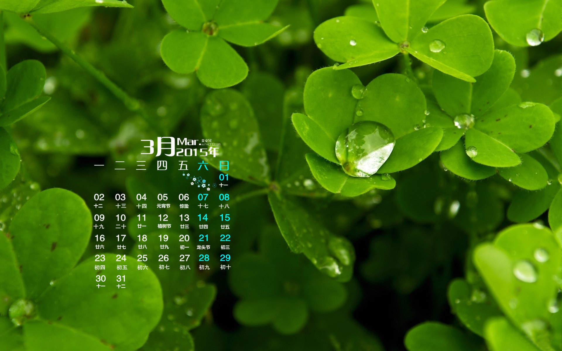 精选小黄人护眼四叶草电脑桌面壁纸下载图片