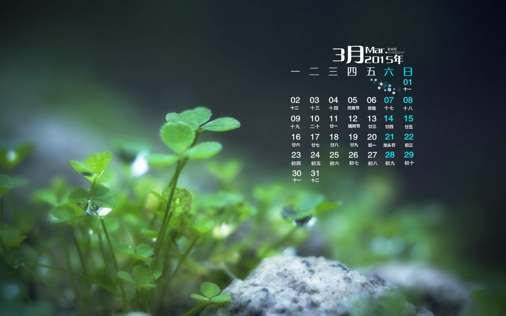 2015年3月日历壁纸精选幸运草绿色护眼四叶草图片大全高清下载(四)图片