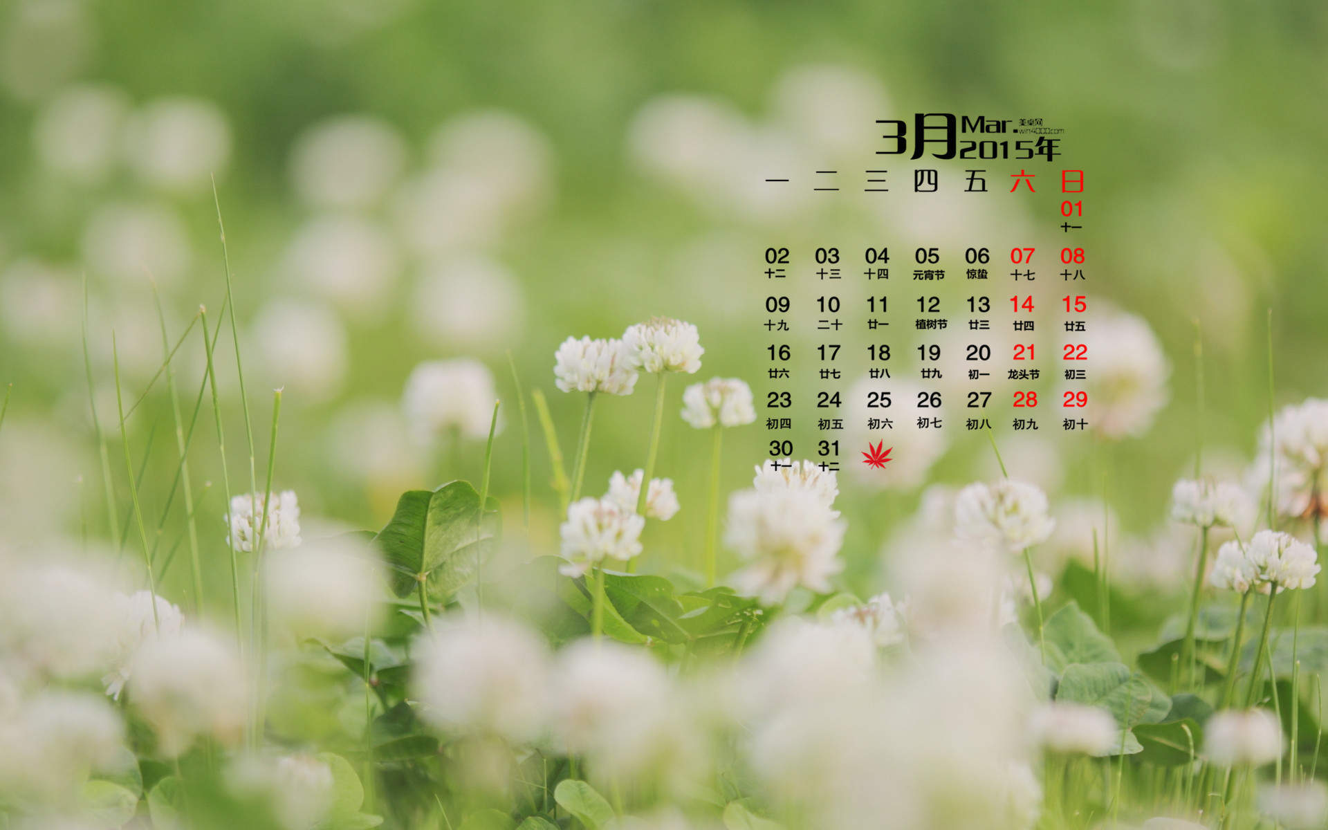 清新护眼四叶草图片图片