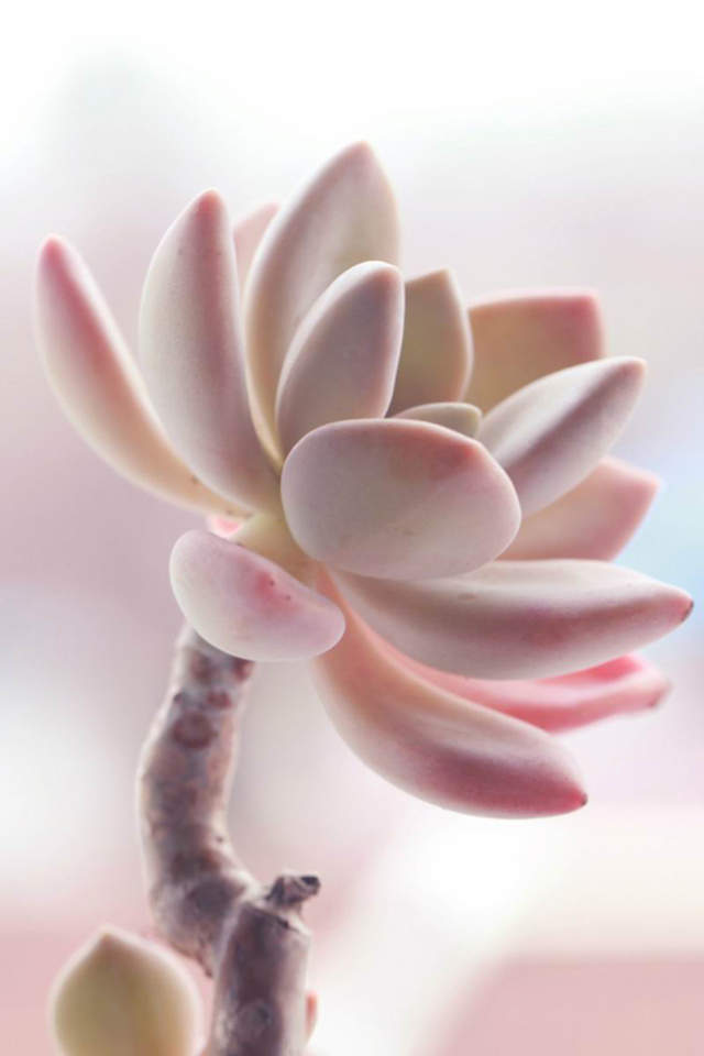 精选可爱多肉植物护眼高清苹果手机壁纸下载（一）图片