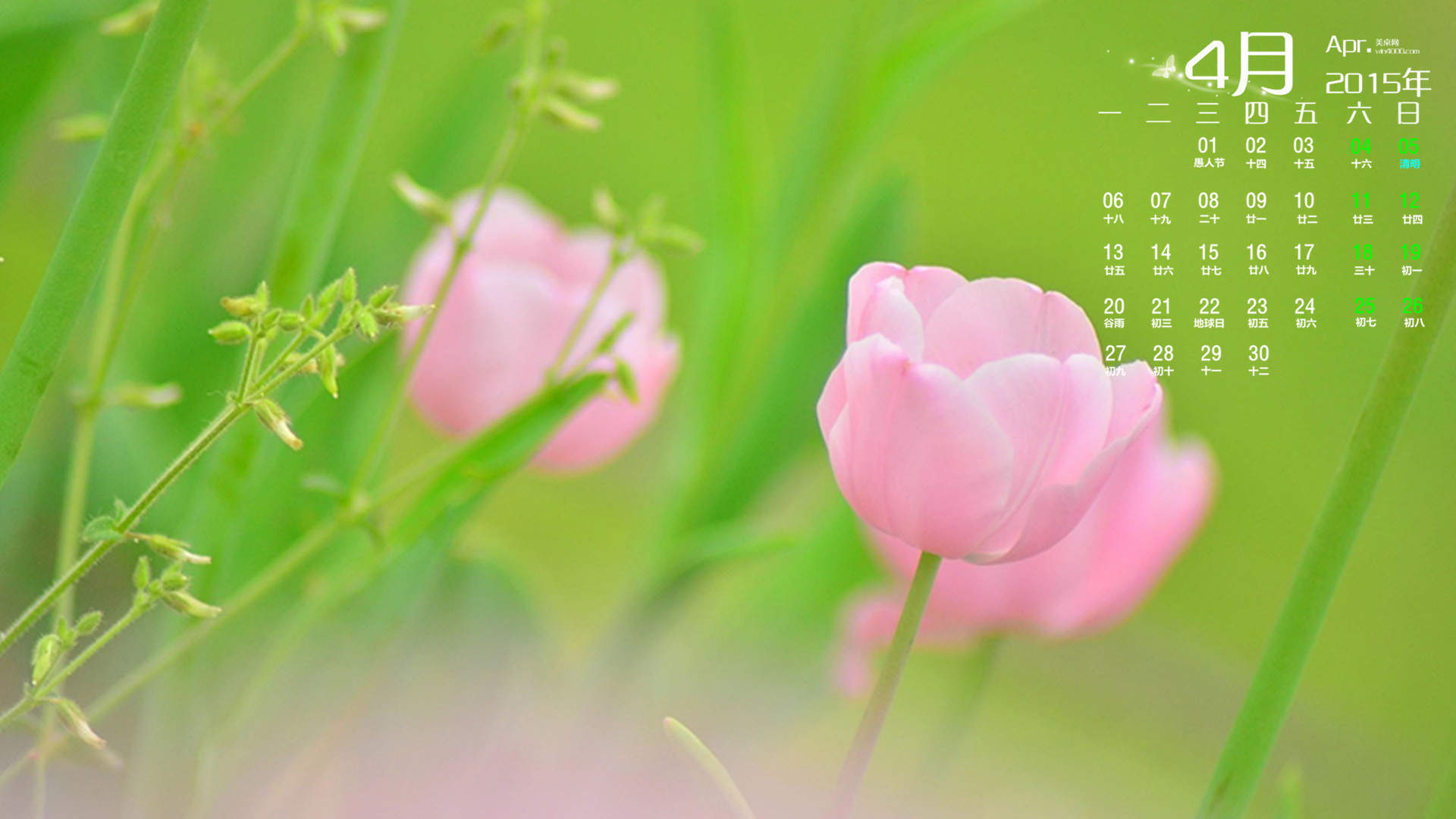 2015年4月日历勃发生命力的春季绿色花草植物高清电脑图片桌面壁纸(2)图片