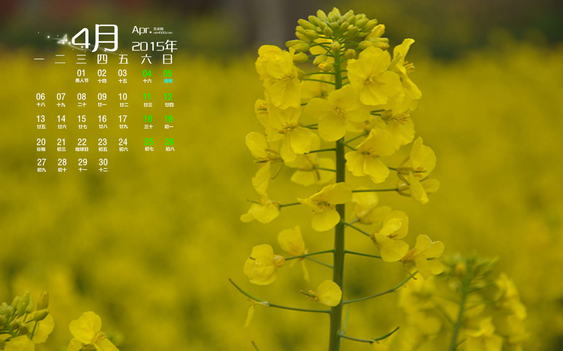 2015年4月日历勃发生命力的春季绿色花草植物高清电脑图片桌面壁纸(2)图片