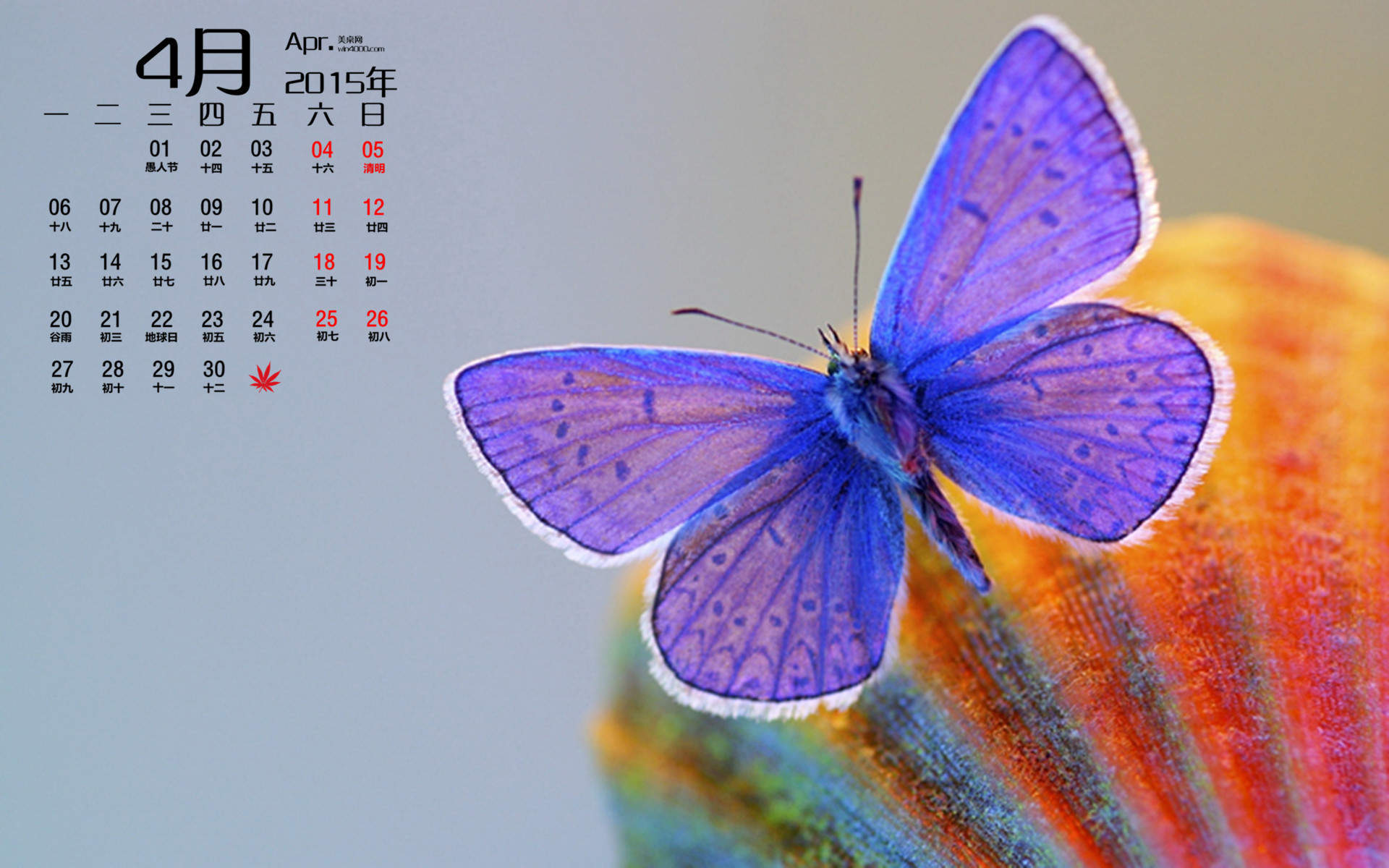 2015年4月日历勃发生命力的春季绿色花草植物高清电脑图片桌面壁纸(2)图片