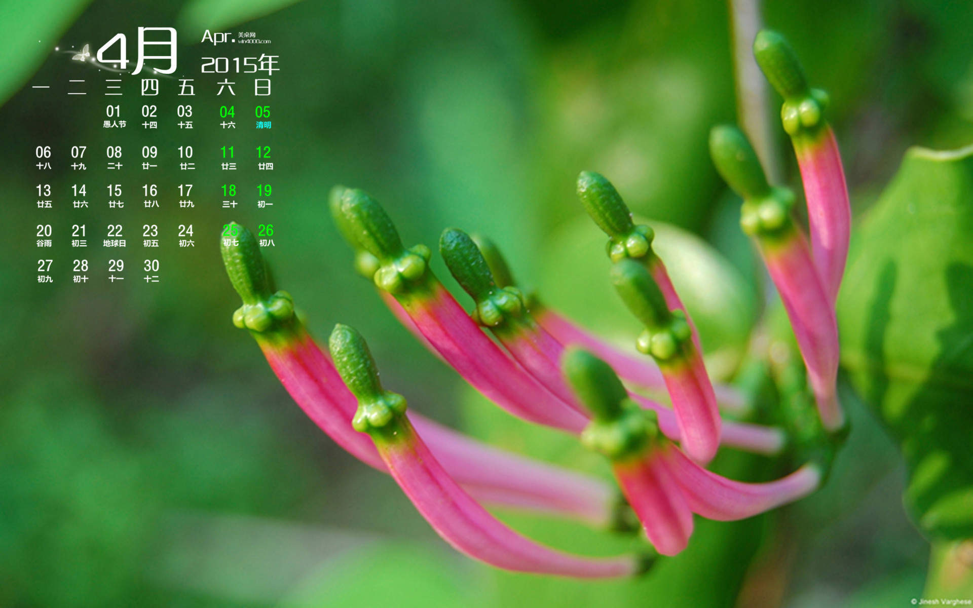 2015年4月日历勃发生命力的春季绿色花草植物高清电脑图片桌面壁纸(2)图片