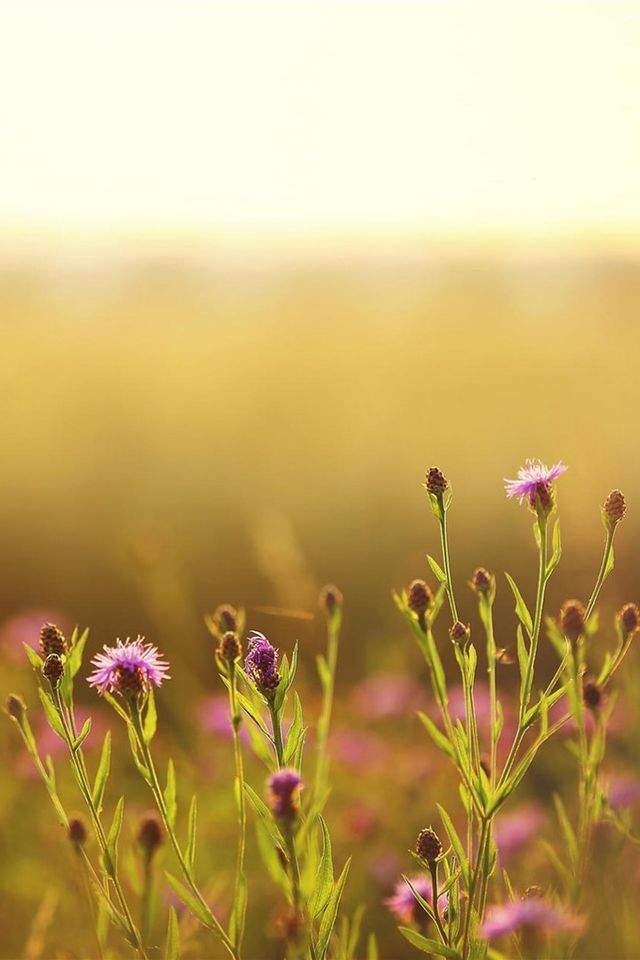 中秋节可爱卡通高清电脑桌面主题壁纸(一)图片