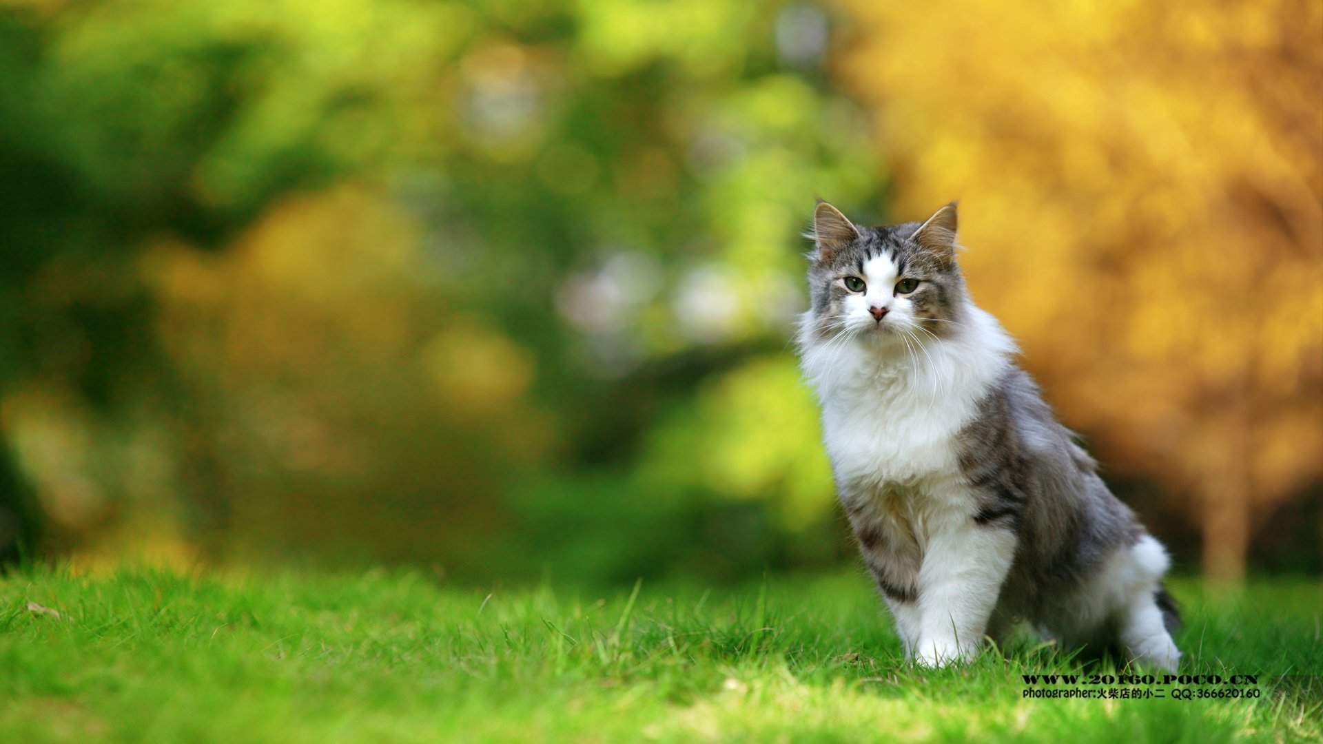 宠物搞笑图片：和植物一起生长的可爱猫咪图片图片