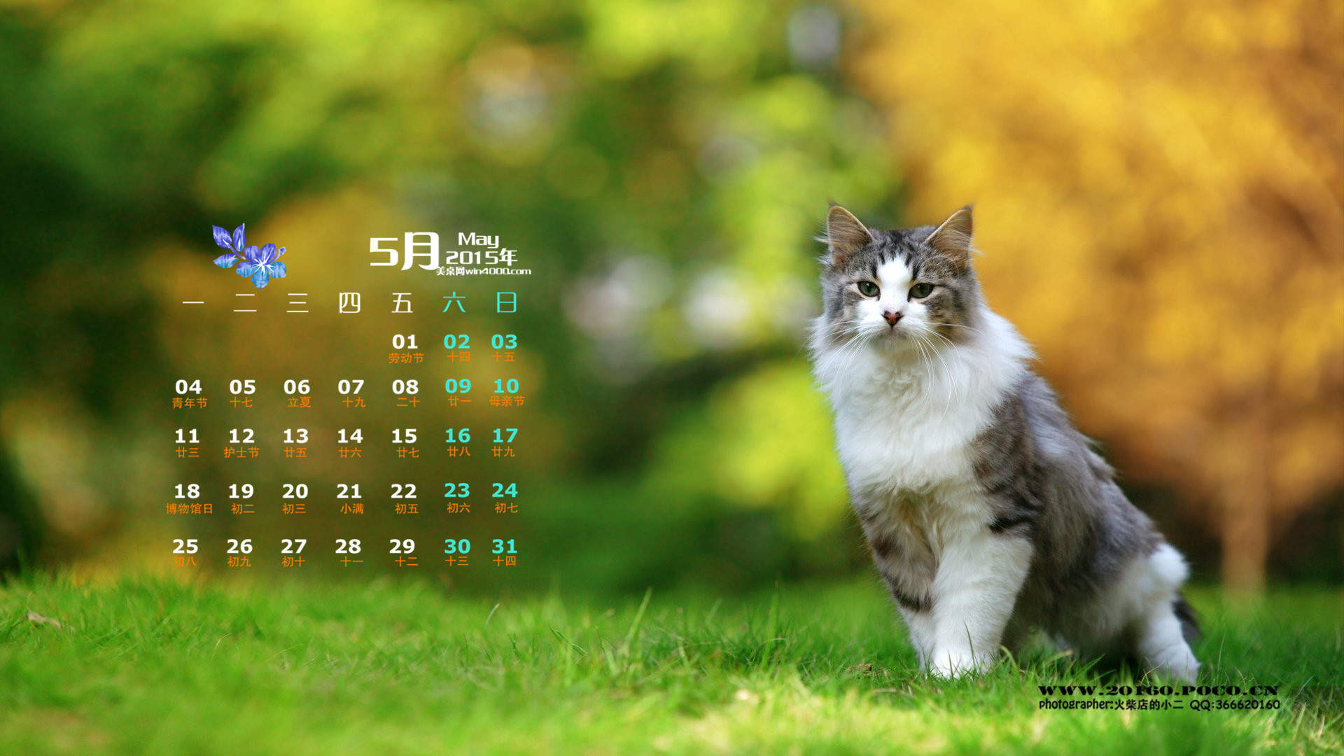 宠物搞笑图片：和植物一起生长的可爱猫咪图片图片