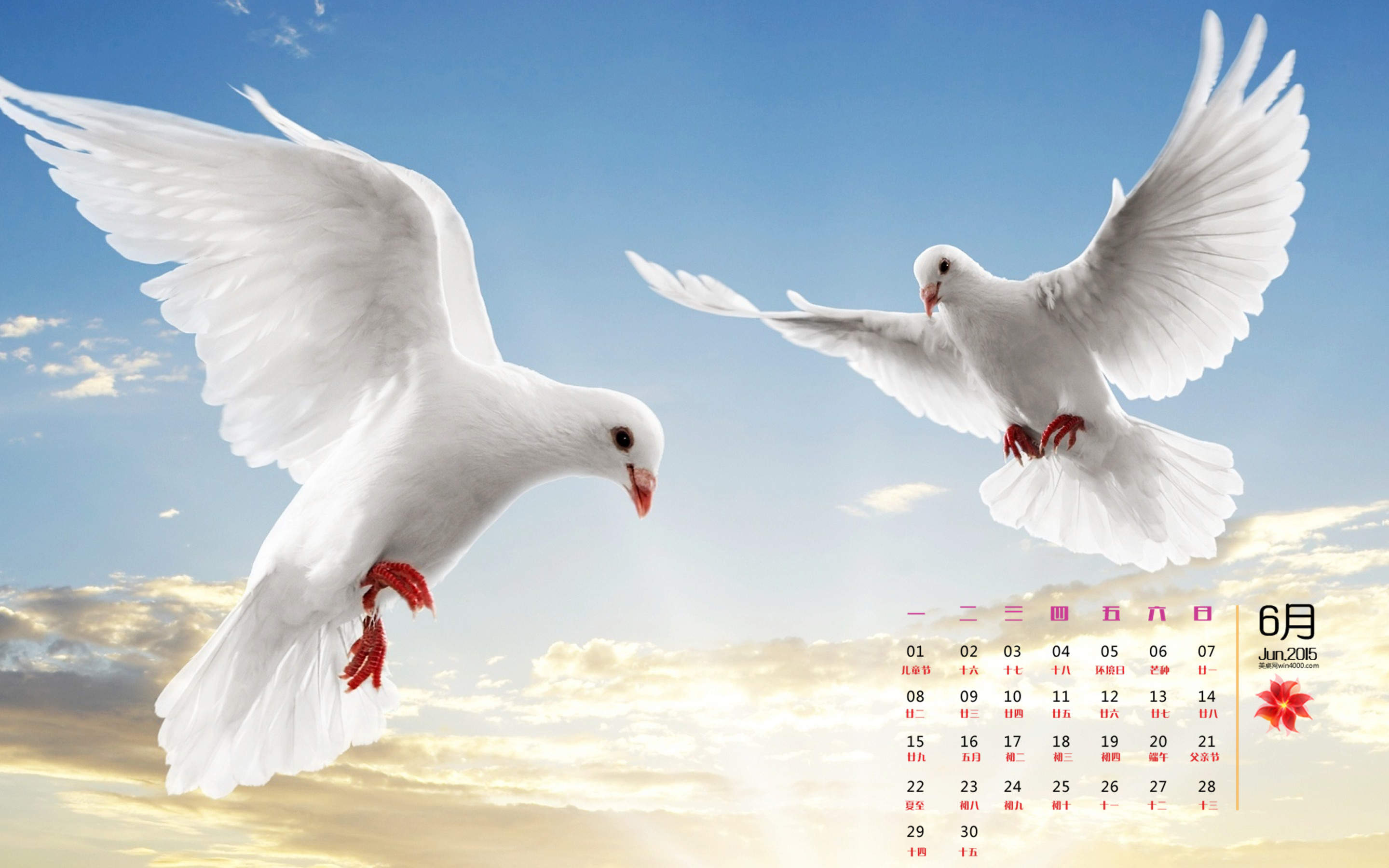 2015年6月日历精选和平白鸽高清动物桌面壁纸下载图片